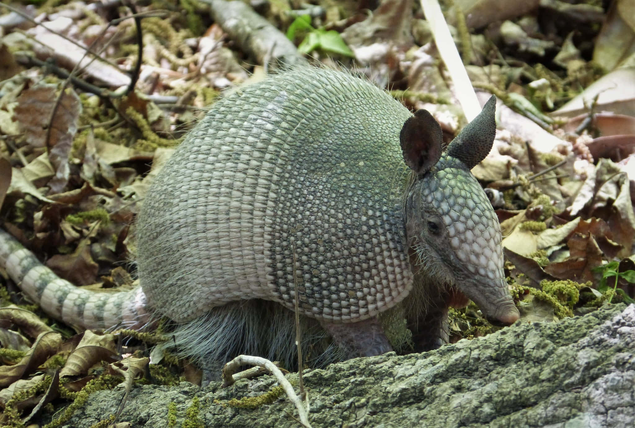 armadillo 桌布 壁紙 — 一隻九帶犰狳在陽光照耀的森林地面上，於落葉和長滿苔蘚的木頭間覓食。