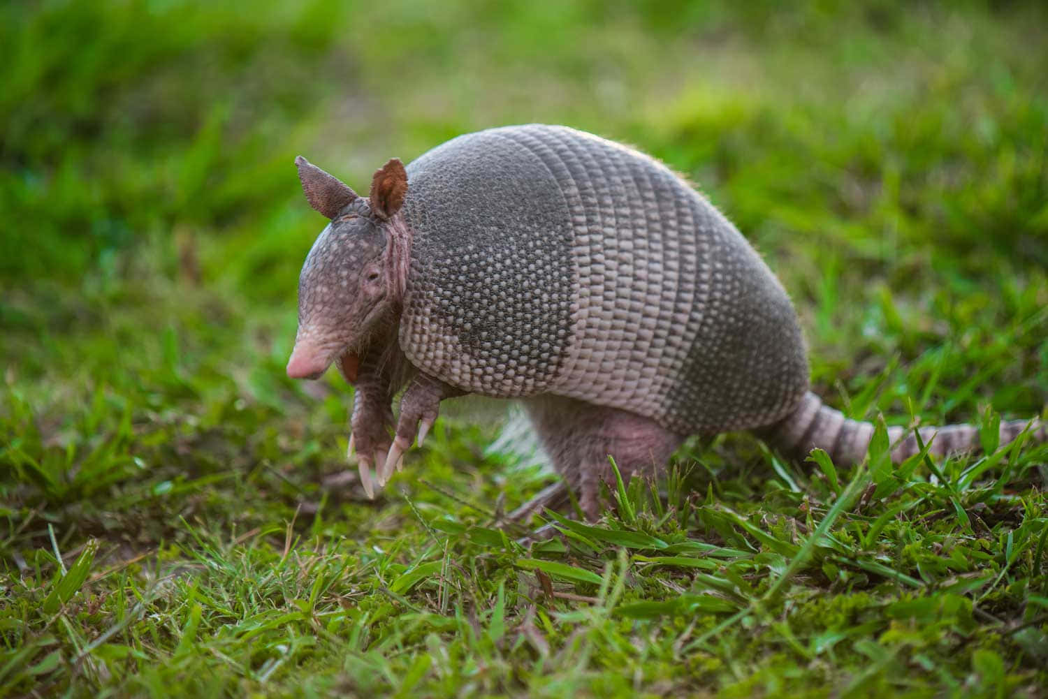 armadillo 桌布 壁紙 — 一隻九帶犰狳在鮮綠的草地上覓食，其裝甲殼和粉紅色鼻子清晰對焦。