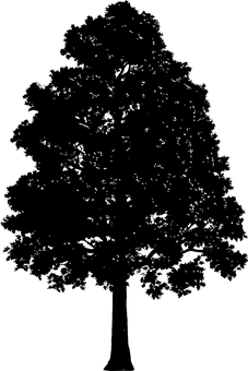 漆黑剪影_天空下嘅樹.JPG 壁紙