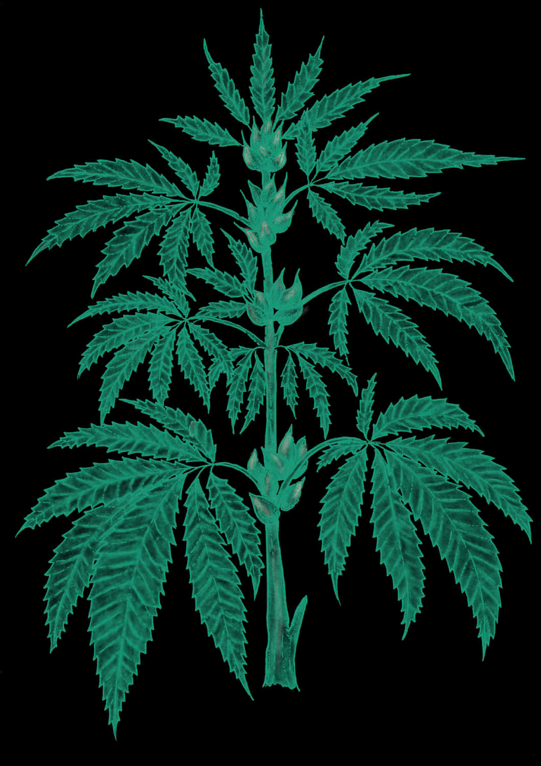 大麻植物葉片.JPG 壁紙