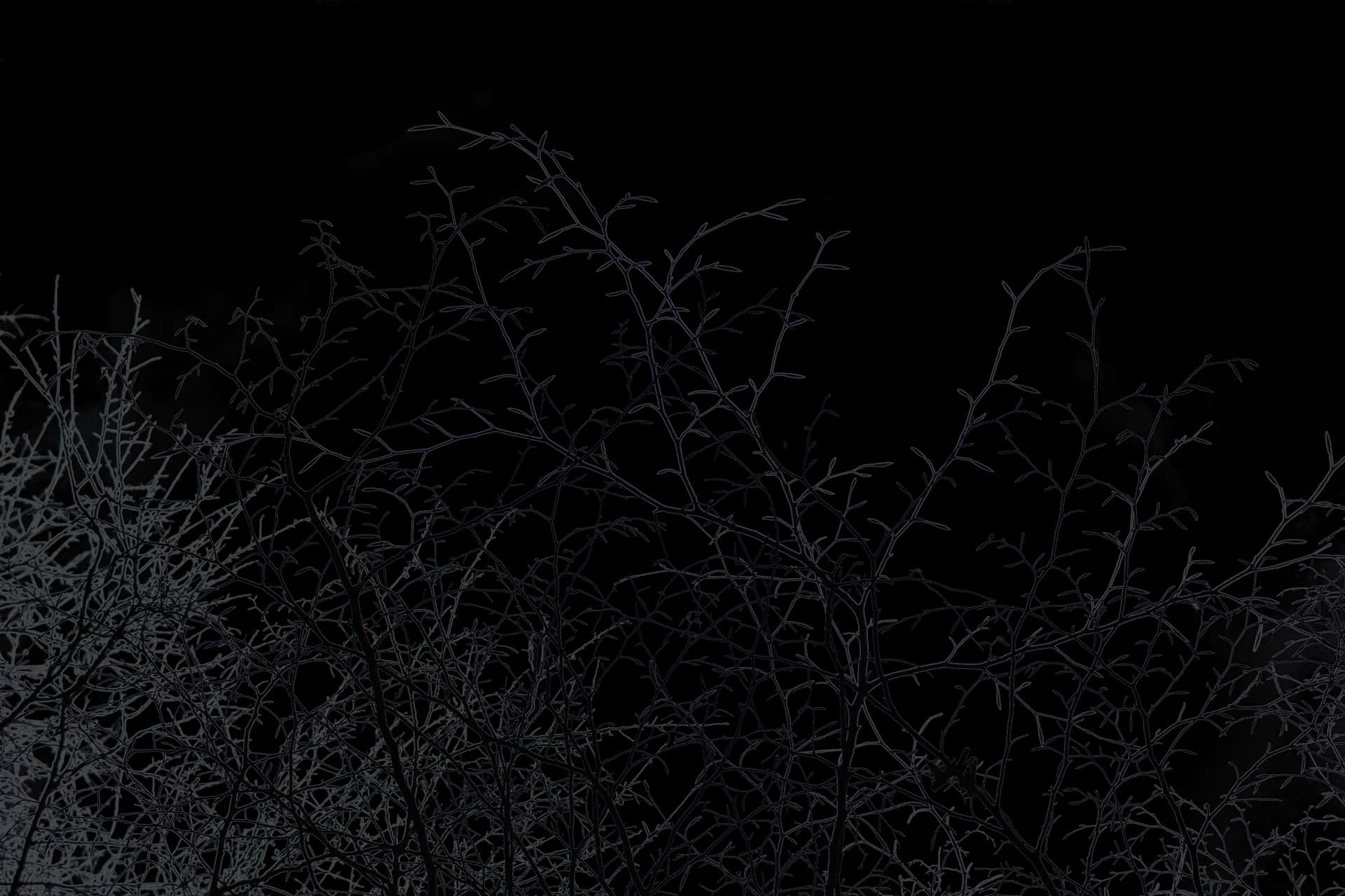 午夜樹枝剪影.JPG 壁紙