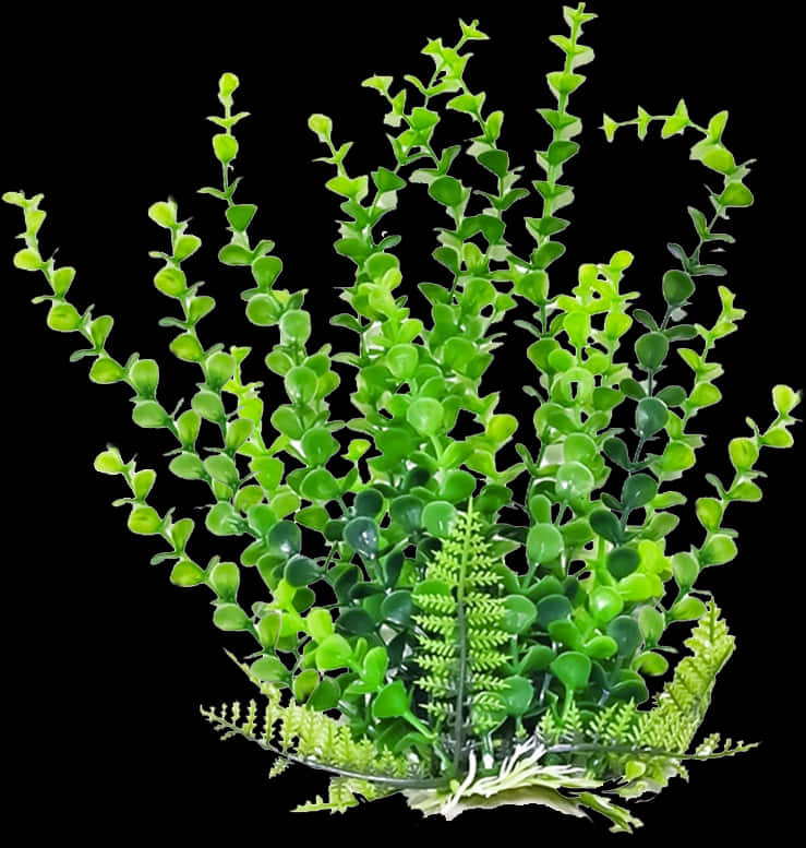 翠綠多肉植物叢集.JPG 壁紙