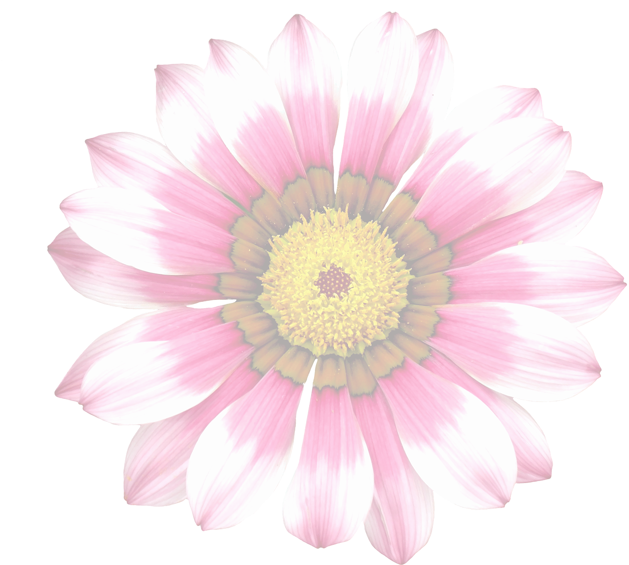 生動夏日雛菊.JPG 壁紙