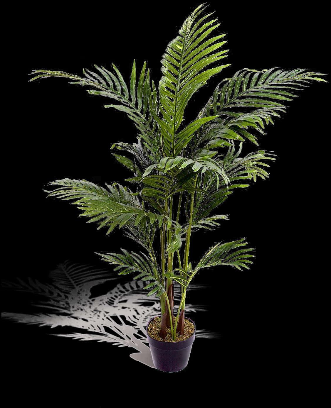 盆栽棕櫚植物黑色背景.JPG 壁紙