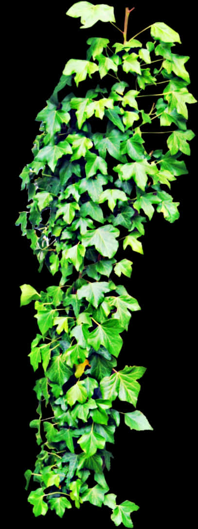 鮮綠常春藤垂吊植物.JPG 壁紙 — 茂密的綠色常春藤藤蔓在純黑色背景上垂直傾瀉而下，展現出細緻的葉片和自然紋理。