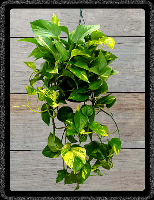 鮮綠垂吊植物木牆背景.JPG 壁紙 — 一盆茂盛的斑葉綠蘿，帶有綠色和黃色的葉子，從掛盆中垂落，背景是風化的木牆。