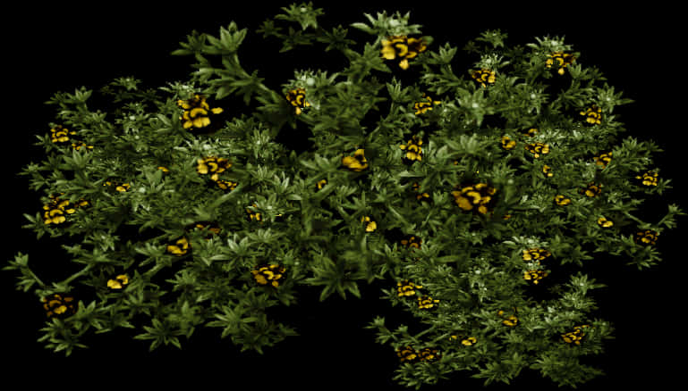暗色背景前的開花灌木.JPG 壁紙