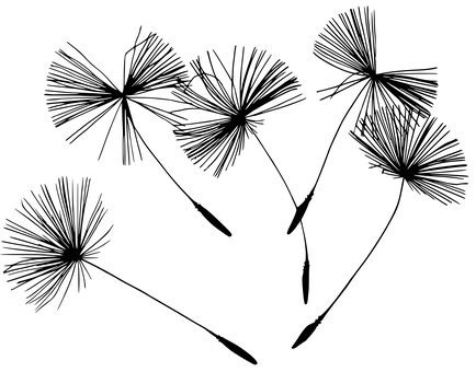 蒲公英剪影襯夕陽.JPG 壁紙