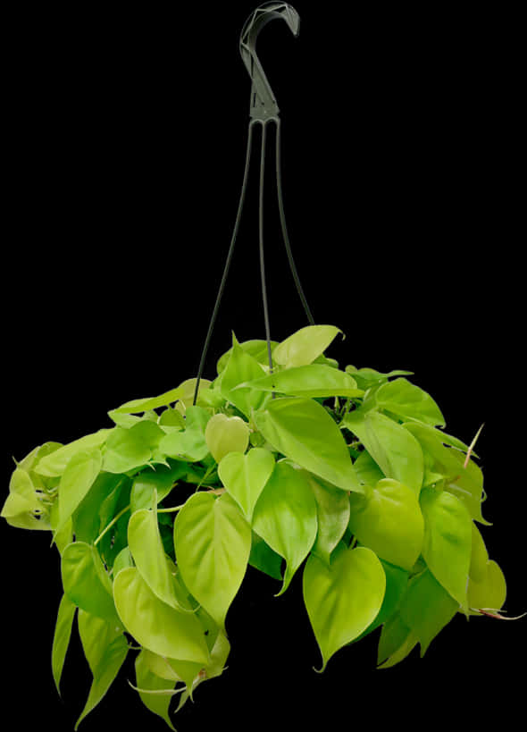 綠色懸掛植物黑底.JPG 壁紙 — 一盆茂盛的懸掛植物，帶有充滿活力的青檸綠色心形葉片，在純黑色背景上優雅地垂落。