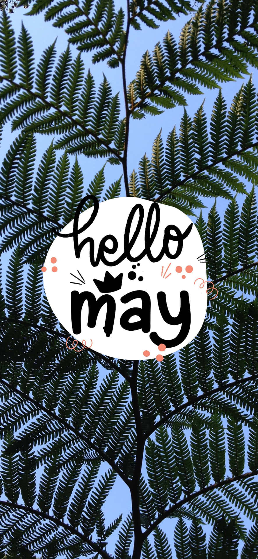 蕨葉在藍天背景下，白色圓圈內有hello may文字。