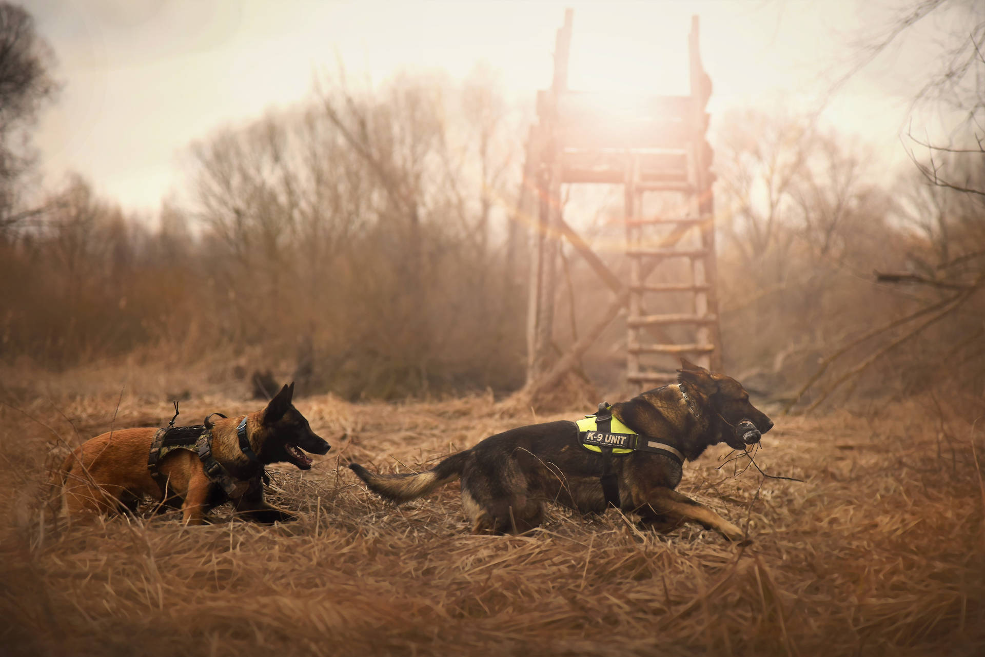 兩隻穿著背帶的警犬在日落時分的田野中休息。