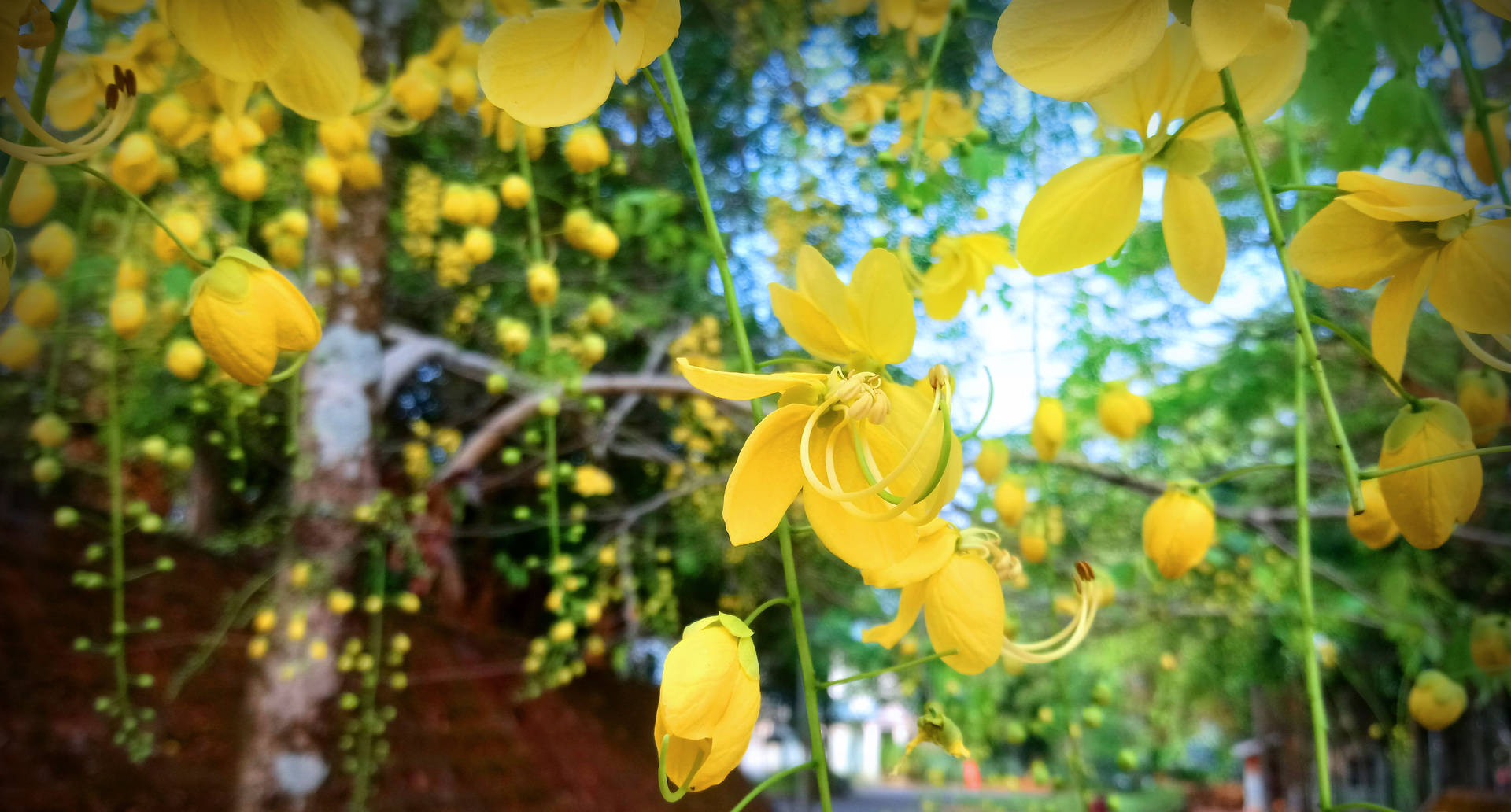 陽光花園中，樹枝上垂掛的黃色花朵。
