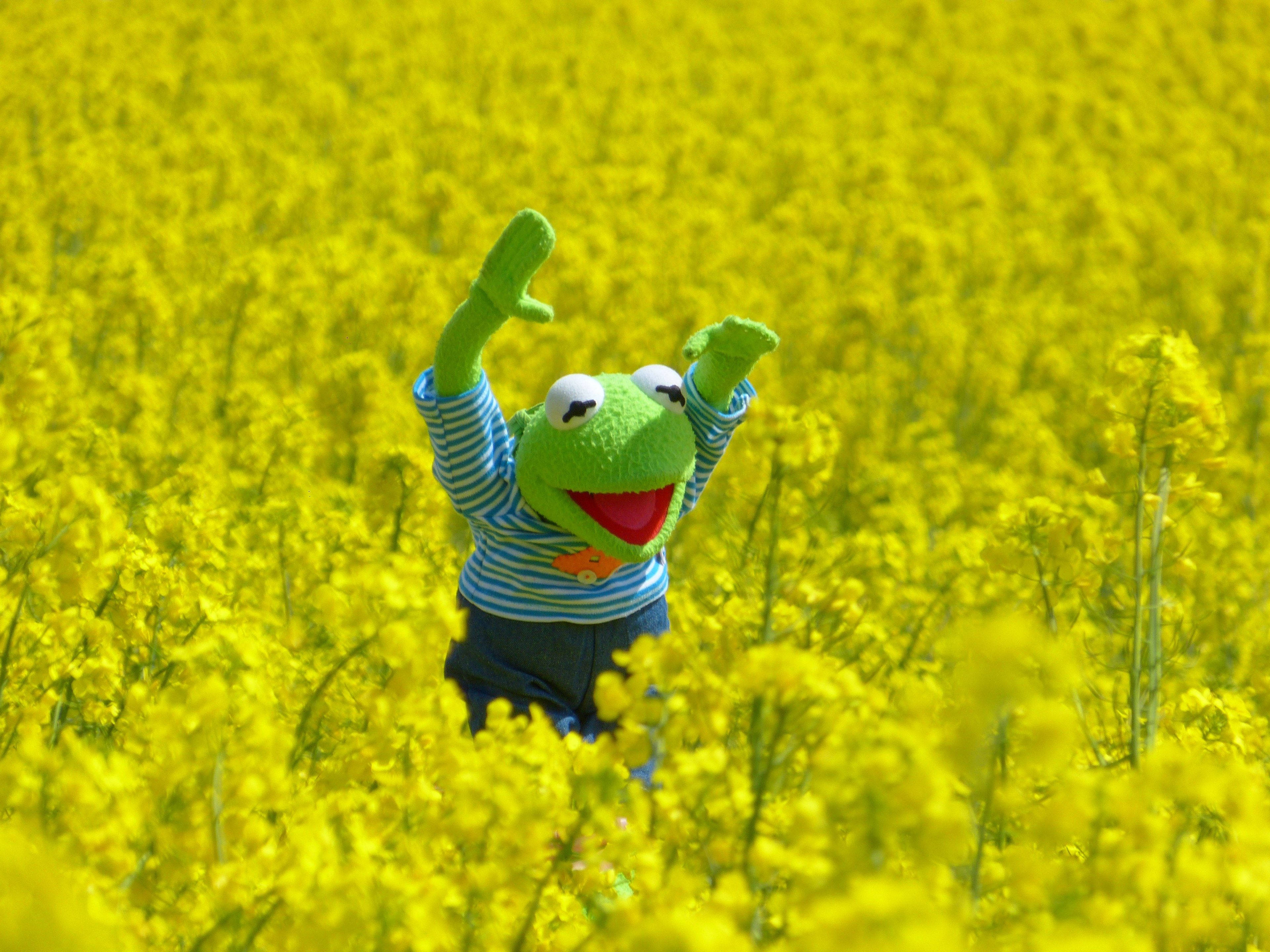 Kermit 黃花田中 壁紙 — 一隻穿著條紋襯衫的快樂綠色青蛙木偶，在充滿活力的黃色油菜花田中高興地舉起雙臂。