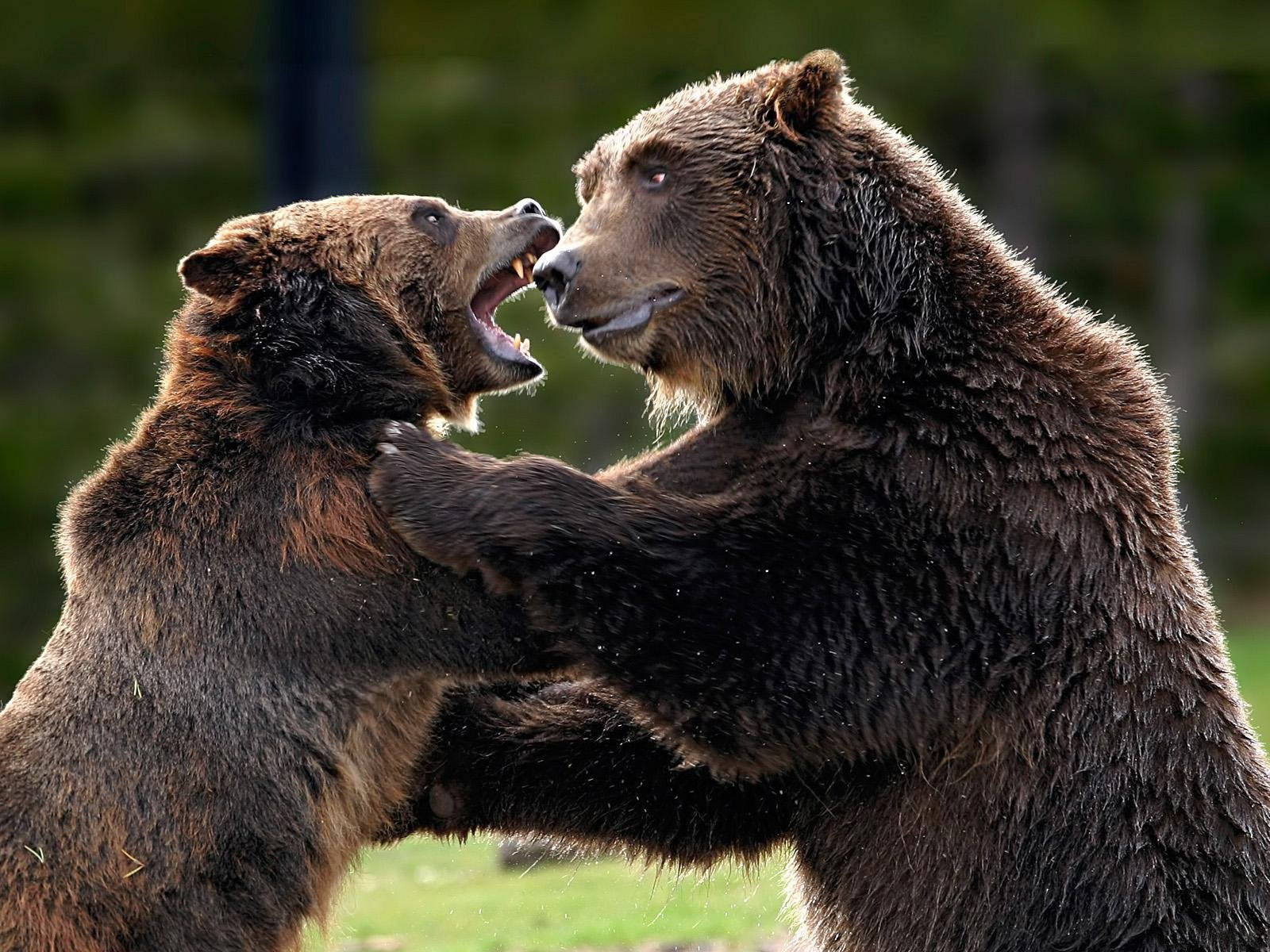 Kodiak熊搏鬥 壁紙 — 兩隻棕熊在森林空地上用後腿站立，張開嘴巴進行緊張的對峙搏鬥。