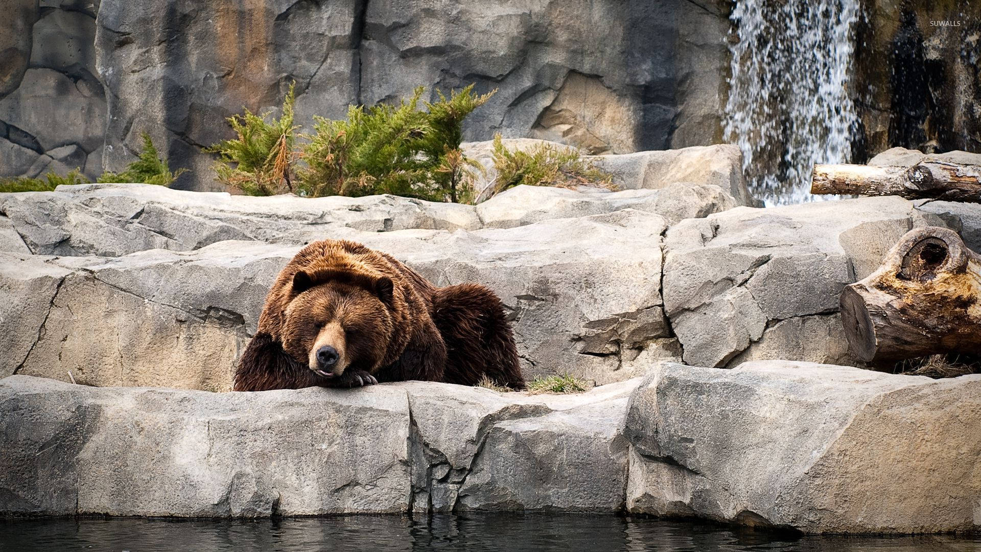 Kodiak熊在動物公園 壁紙 — 一隻大棕熊在瀑布和寧靜水域旁的岩石架上平靜地休息。