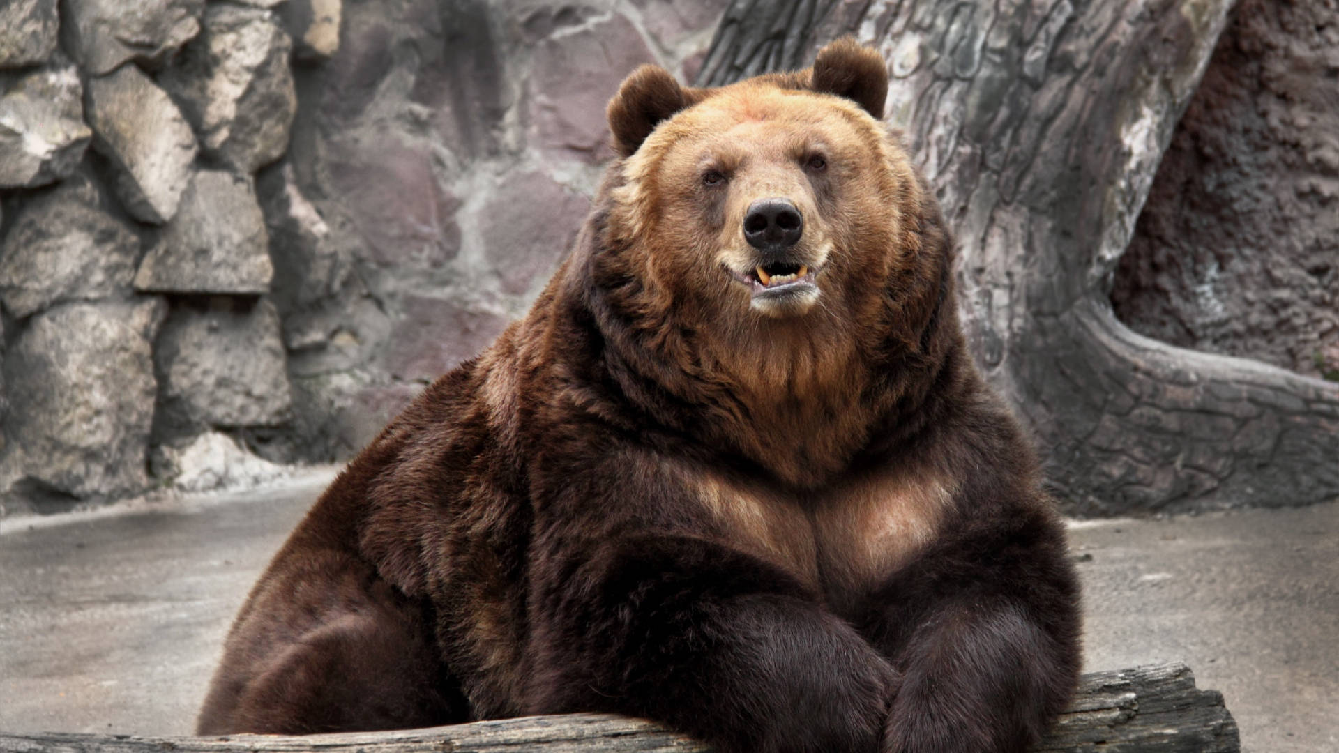 Kodiak熊在動物園 壁紙 — 一隻大棕熊平靜地坐在圓木上，背景是崎嶇的石頭和樹木。