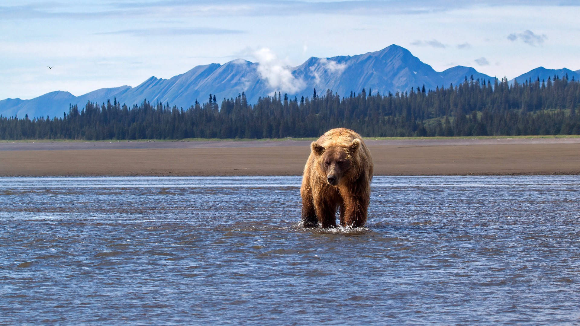 Kodiak熊漫步藍海 壁紙 — 一隻棕熊站在淺水中，背景是山脈和森林，天空部分多雲。