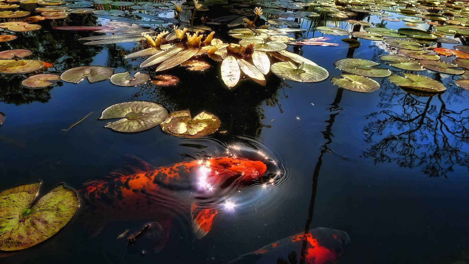 鯉魚躍出水面
