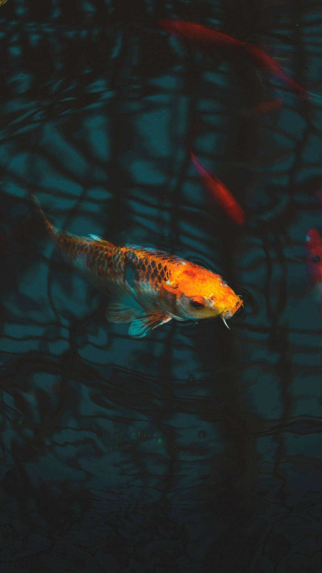 鯉魚從水中探頭