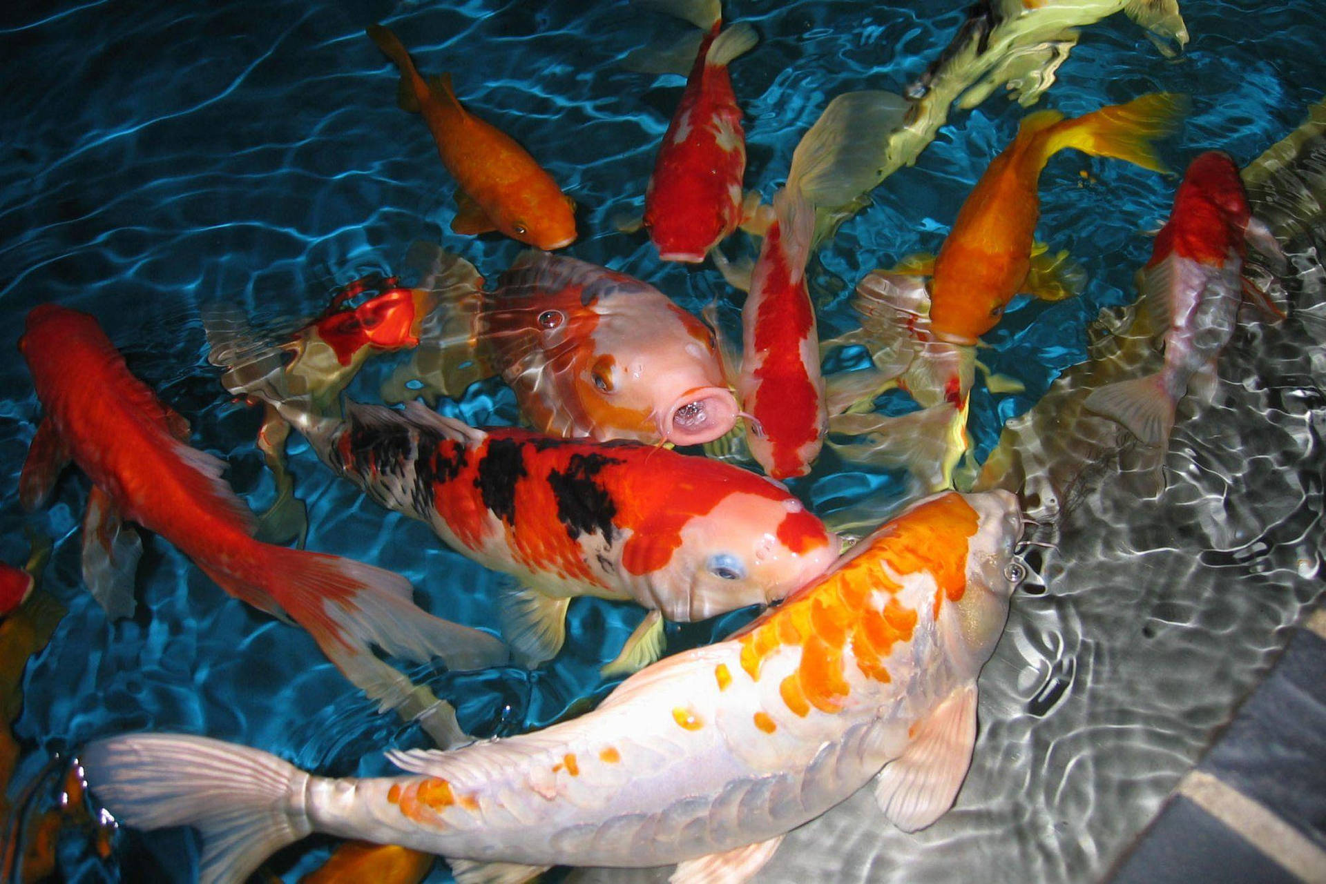 鯉魚躍台
