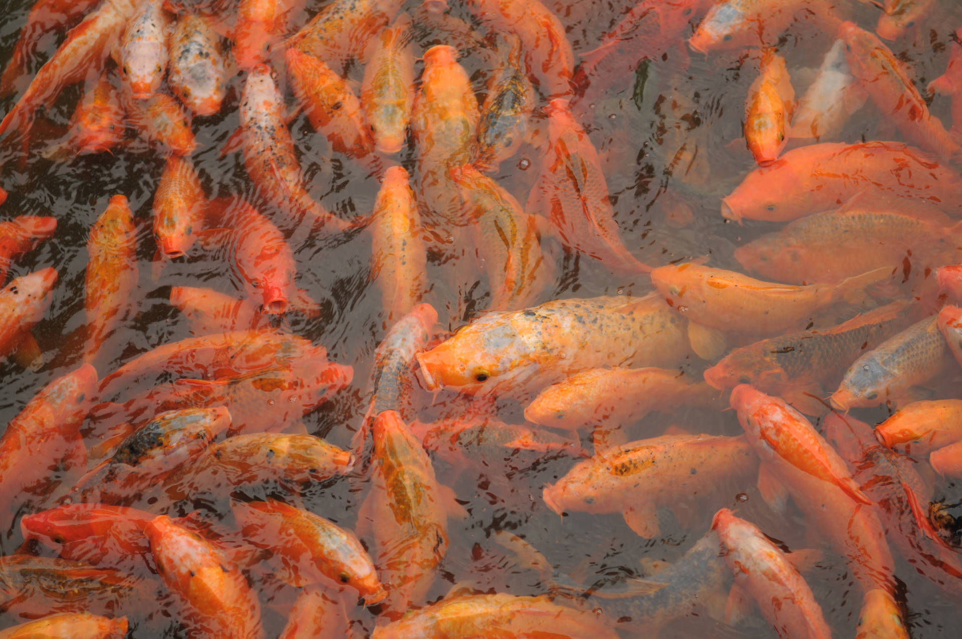4K 超高清鯉魚池
