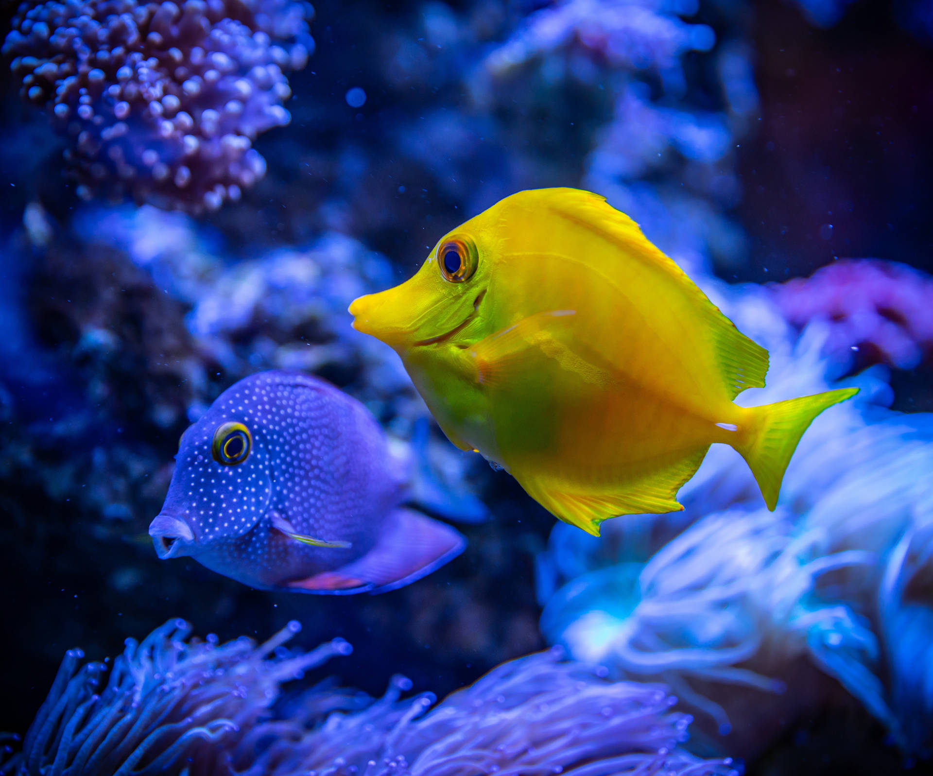 兩條熱帶魚在充滿活力的水下場景中，在發光的珊瑚間游動。