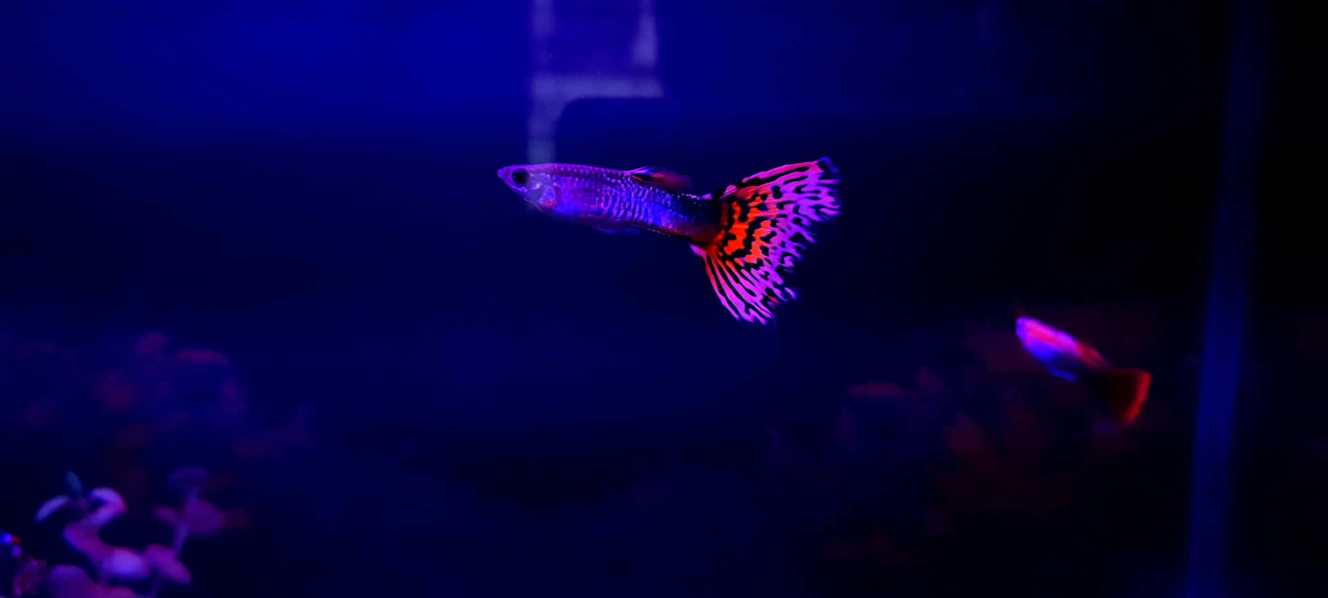  壁紙 — 一條孔雀魚在深藍色水族箱背景下散發出充滿活力的紫色和橙色圖案。