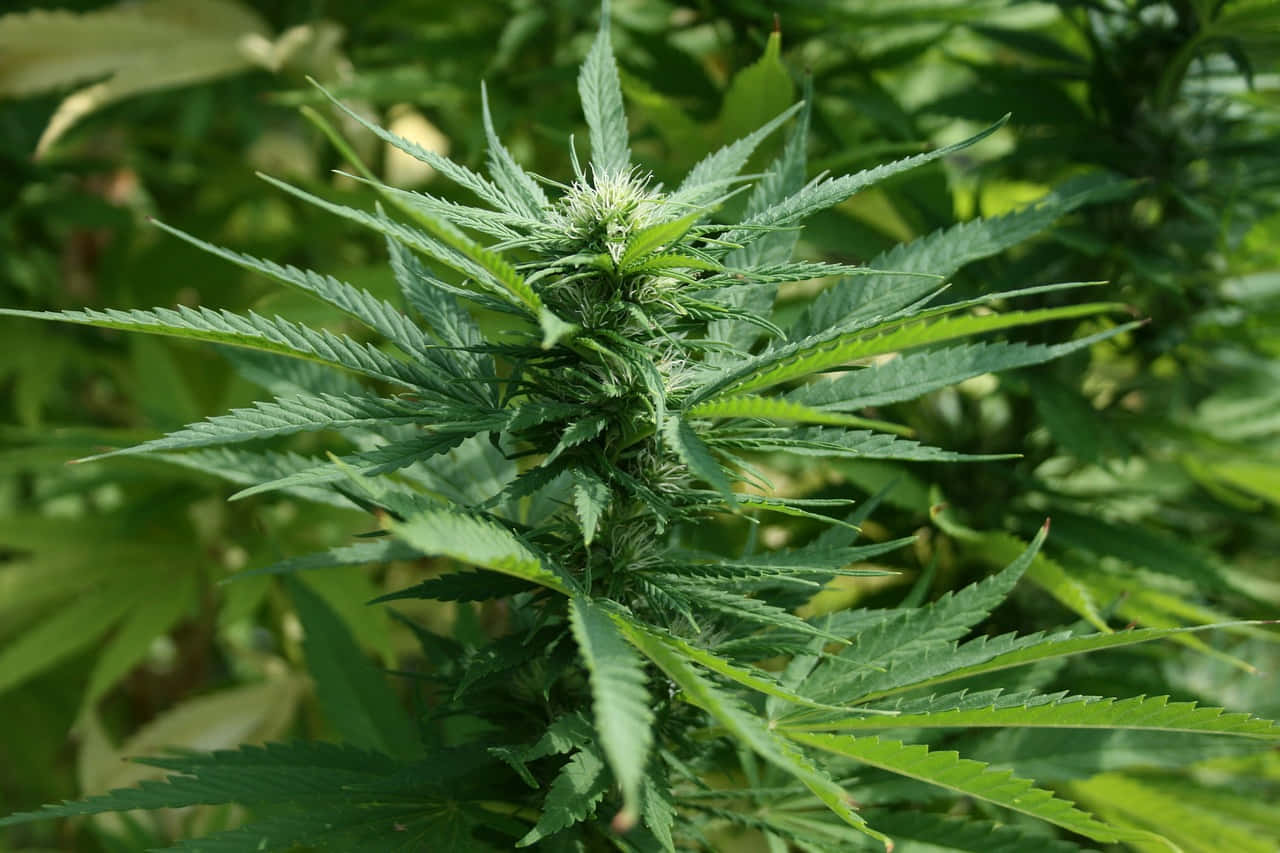 Kush 雜草 壁紙 — 一株茂盛綠色大麻植物的特寫，帶有鋸齒狀葉片和盛開的花朵，在明亮的日光下。