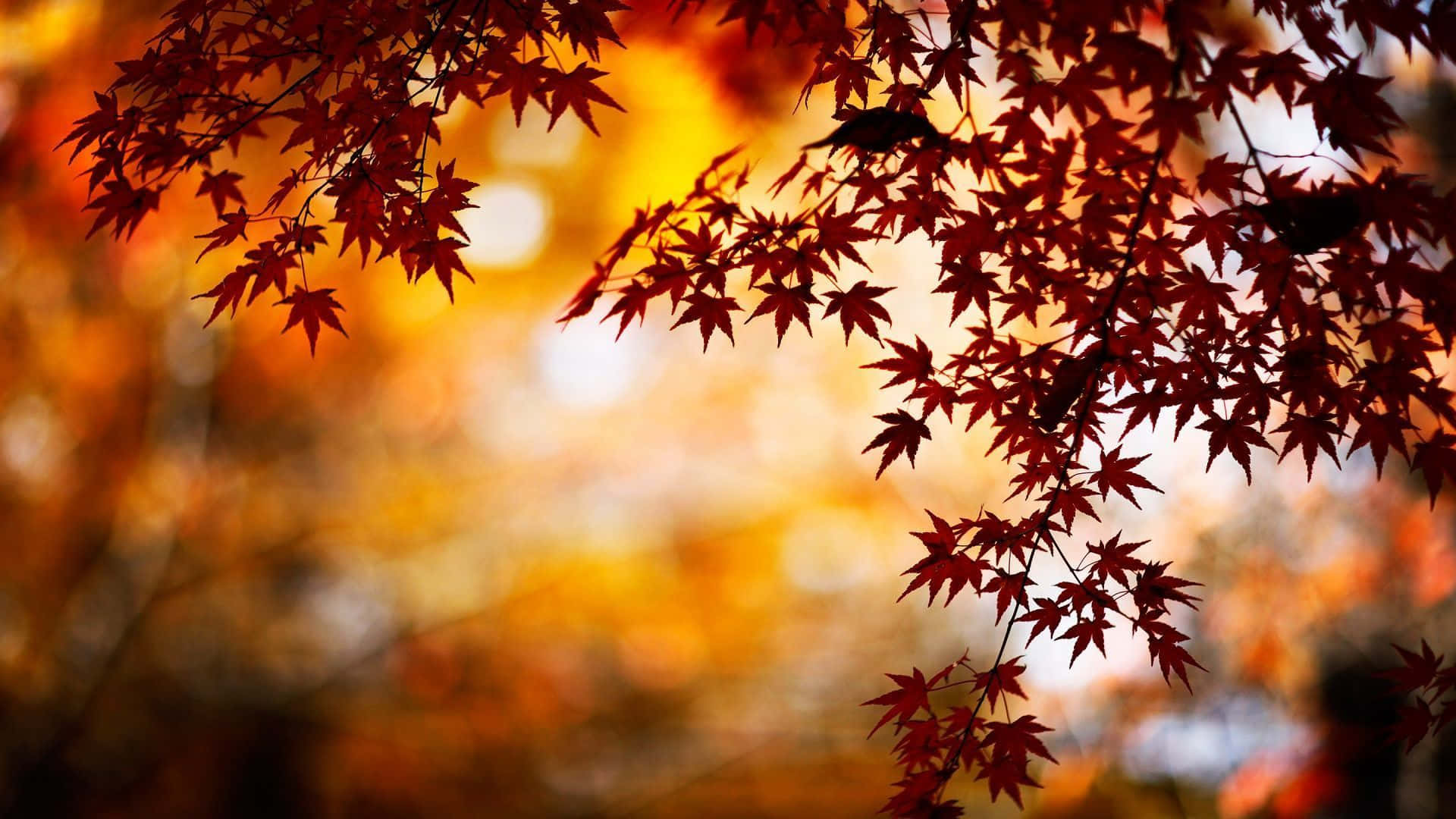 秋日享受 Latitude 筆電 壁紙 — 鮮紅的楓葉在秋天溫暖的金色夕陽餘暉中形成剪影。