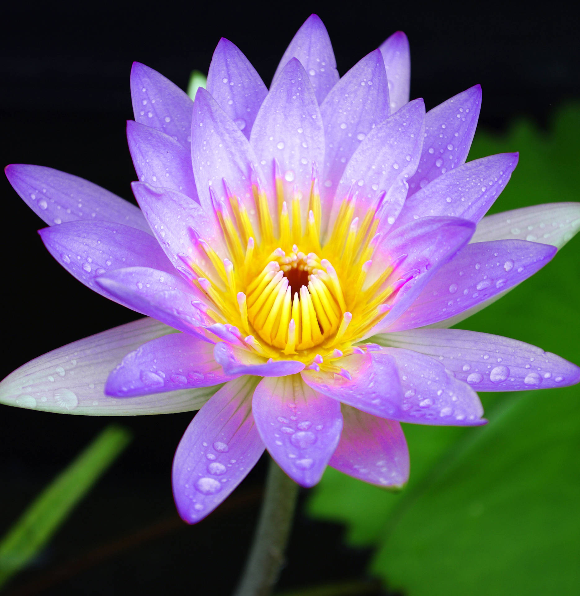 薰衣草女士蓮花壁紙