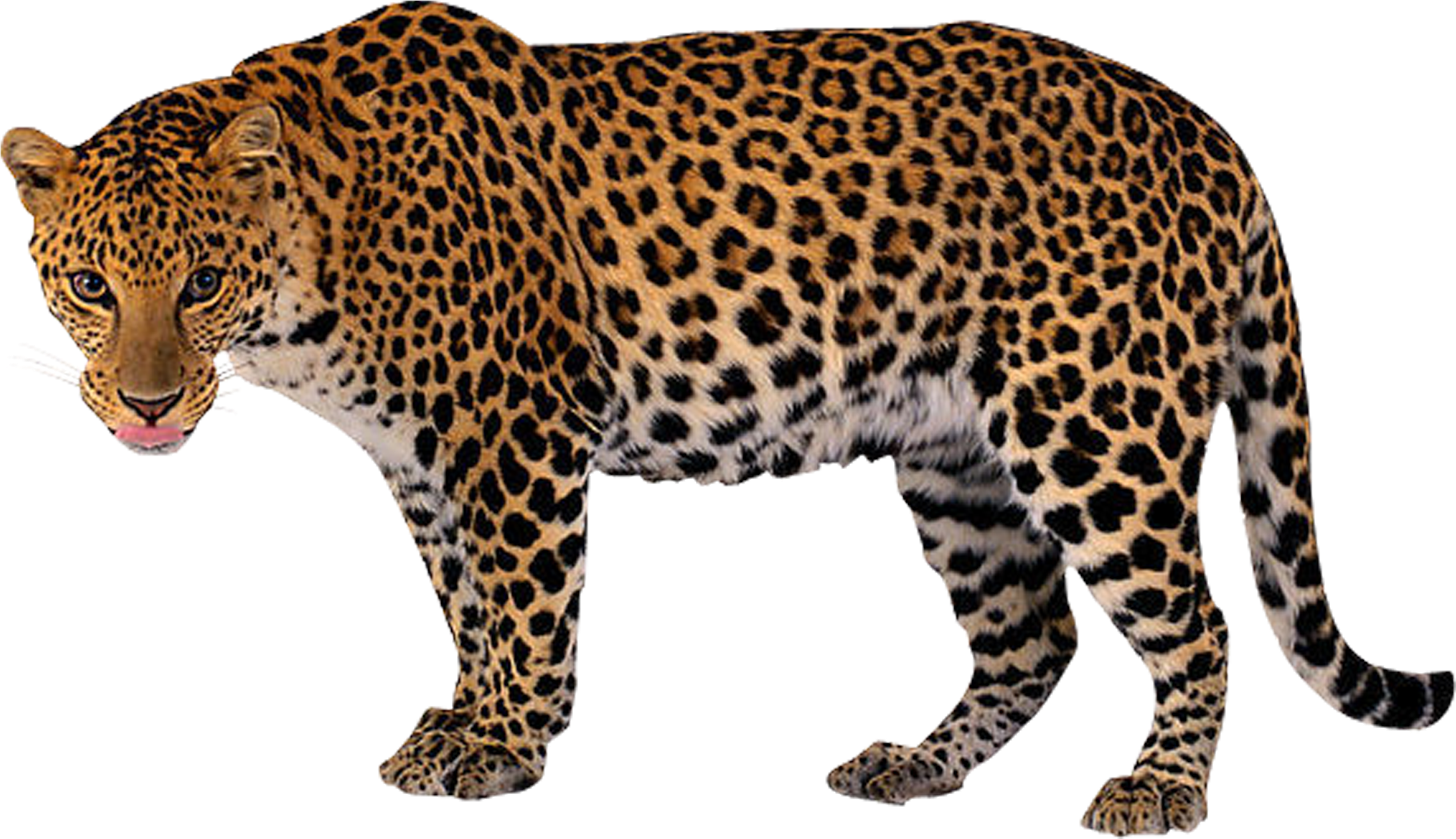 Leopardin 疾馳.PNG 壁紙