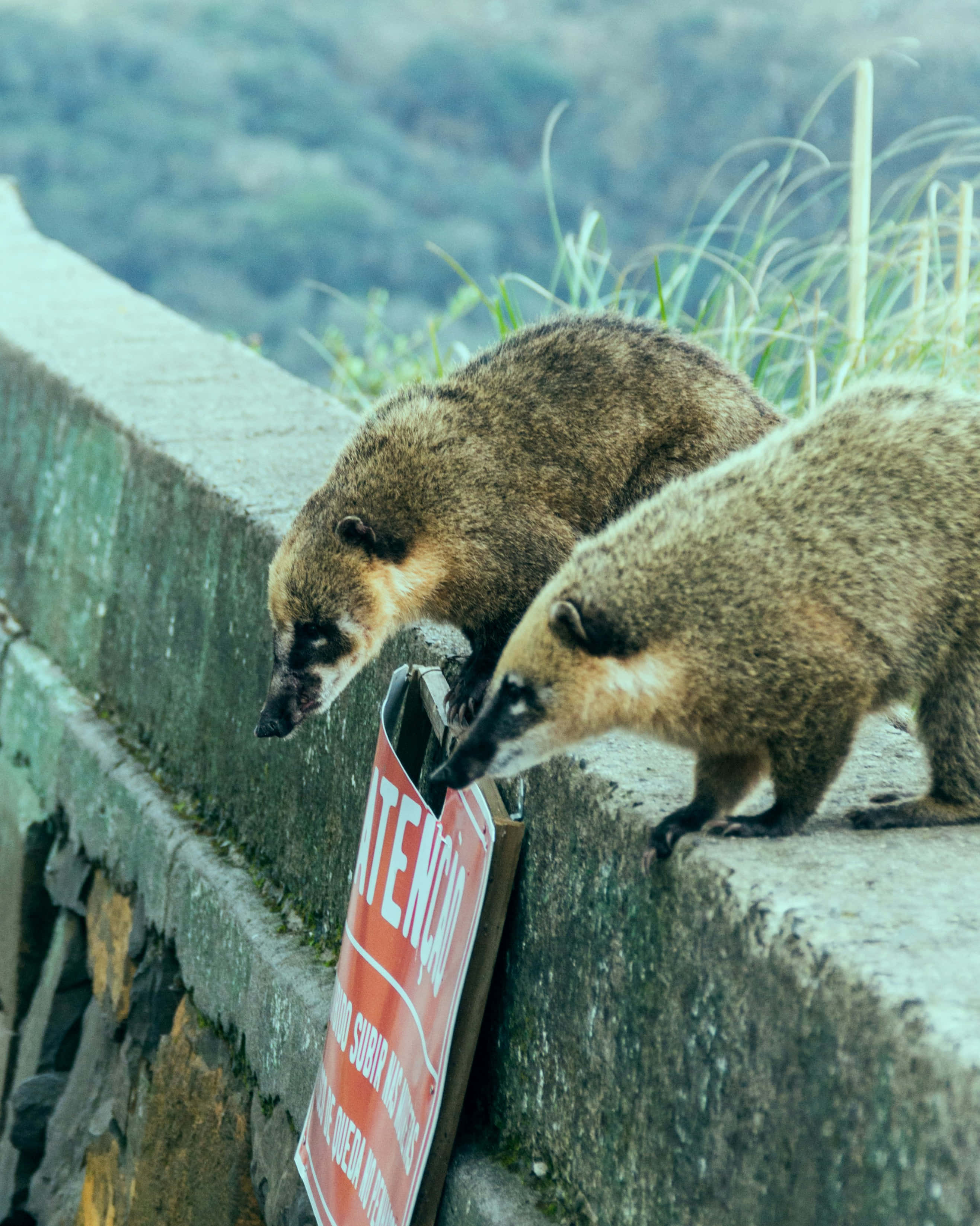 Coati 桌布 壁紙 — 兩隻長鼻浣熊好奇地嗅著霧氣籠罩的山區中長滿苔蘚的石牆上的警告標誌。