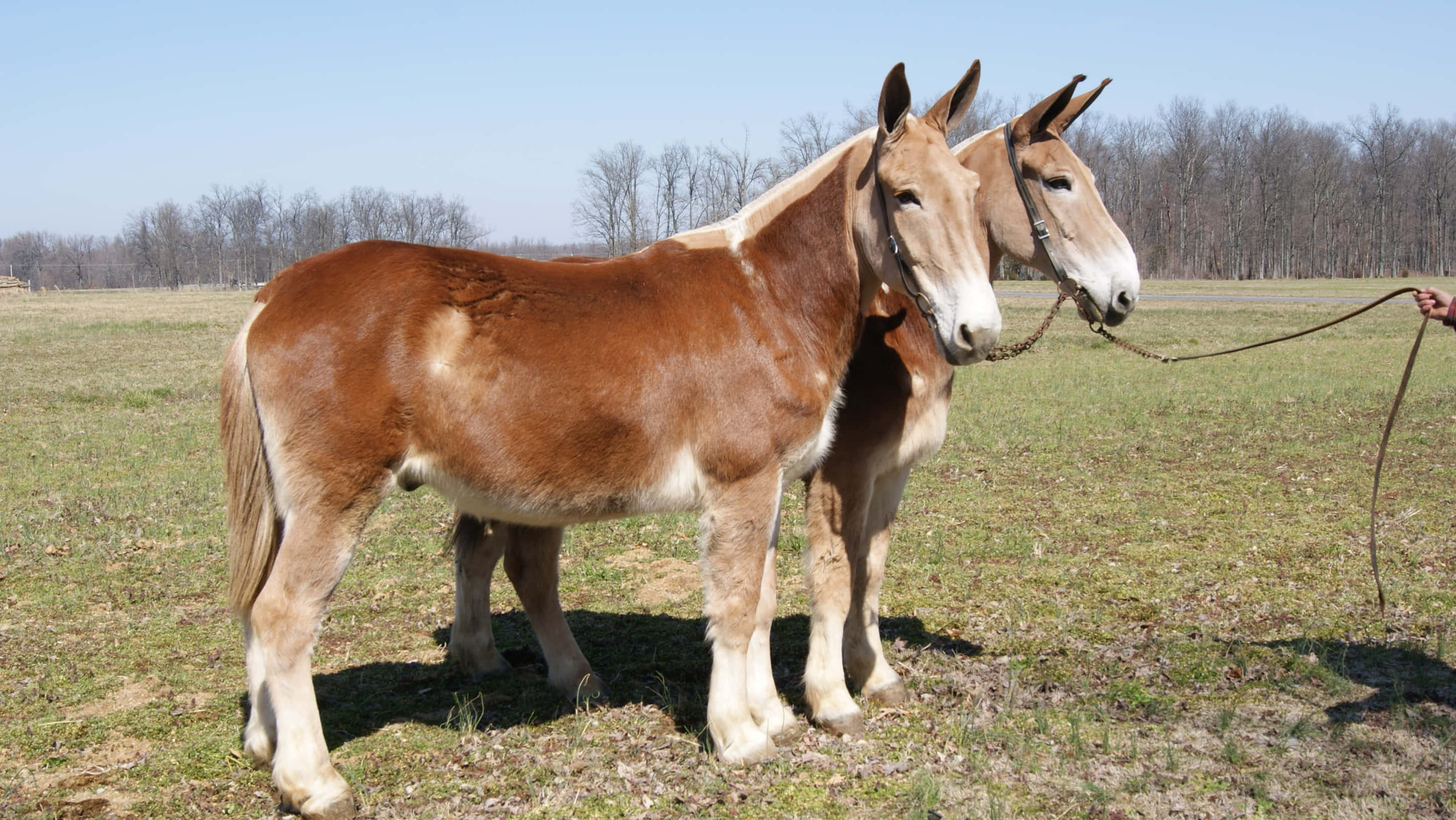 Mule 桌布 壁紙 — 兩隻棕色騾子並排站在陽光照耀的草地上，背景是光禿禿的樹木。