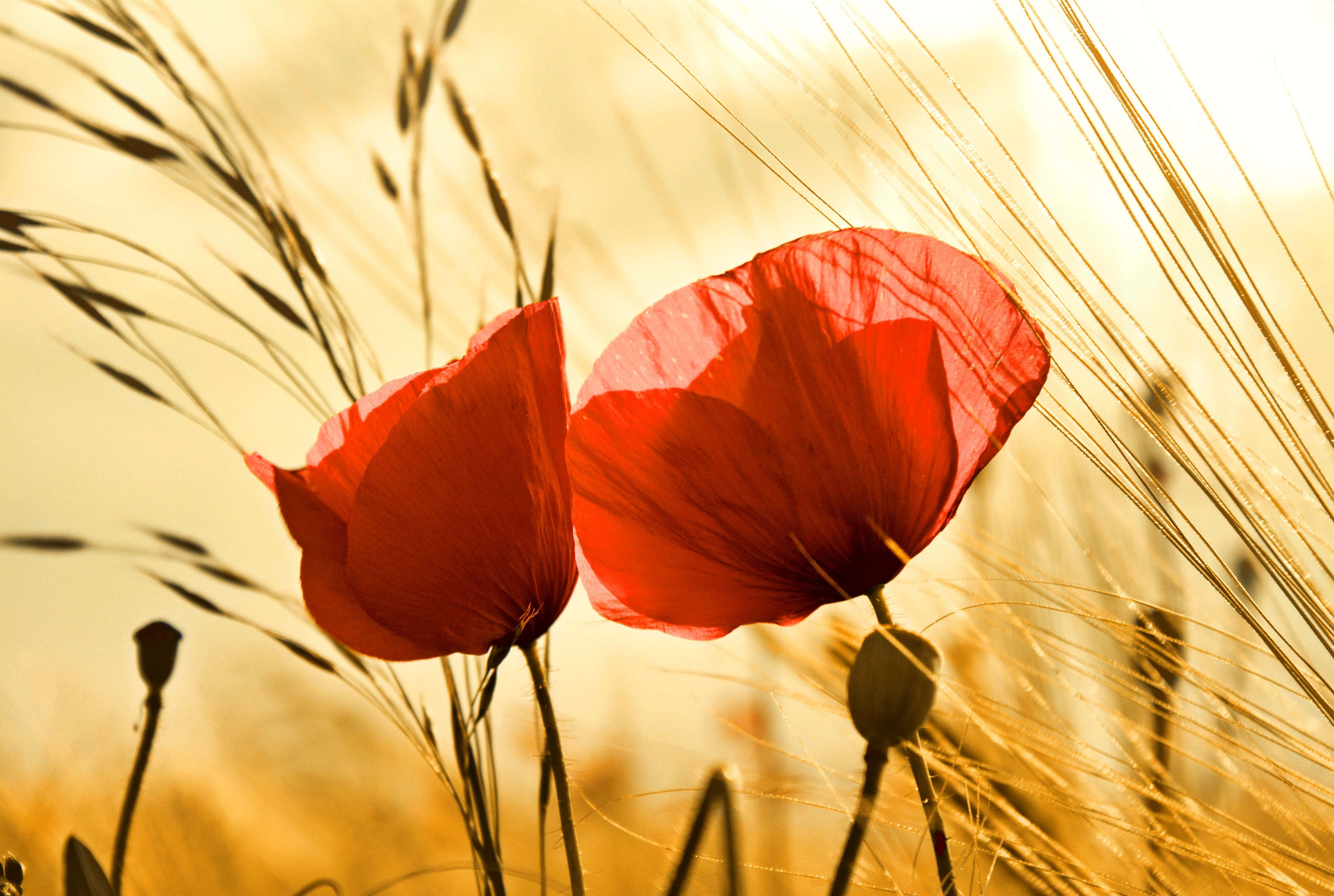 Poppy 桌布 壁紙 — 兩朵鮮紅的罌粟花在沐浴著溫暖夕陽的金色麥田裡盛開。