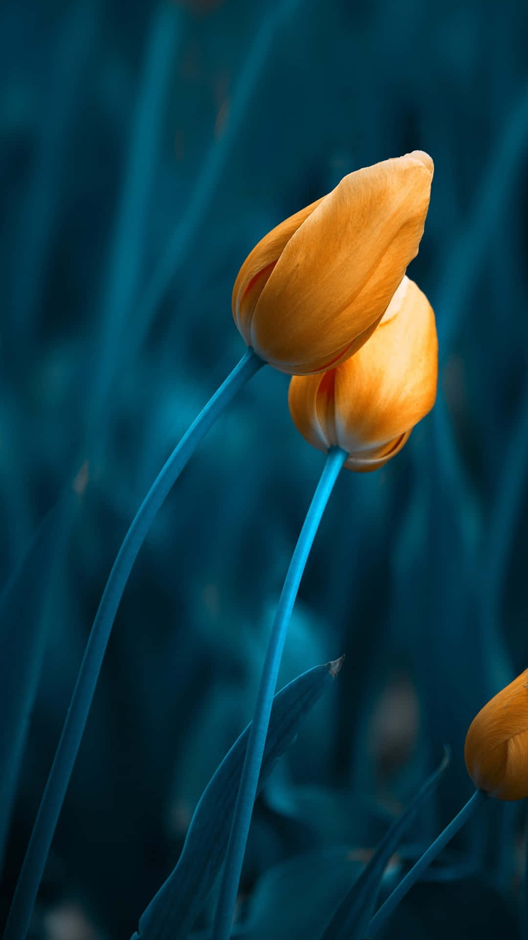Tulips iPhone 桌布 壁紙 — 兩朵鮮豔的橙色鬱金香，纖細的藍色莖幹，在深藍綠色模糊背景上優雅地升起。