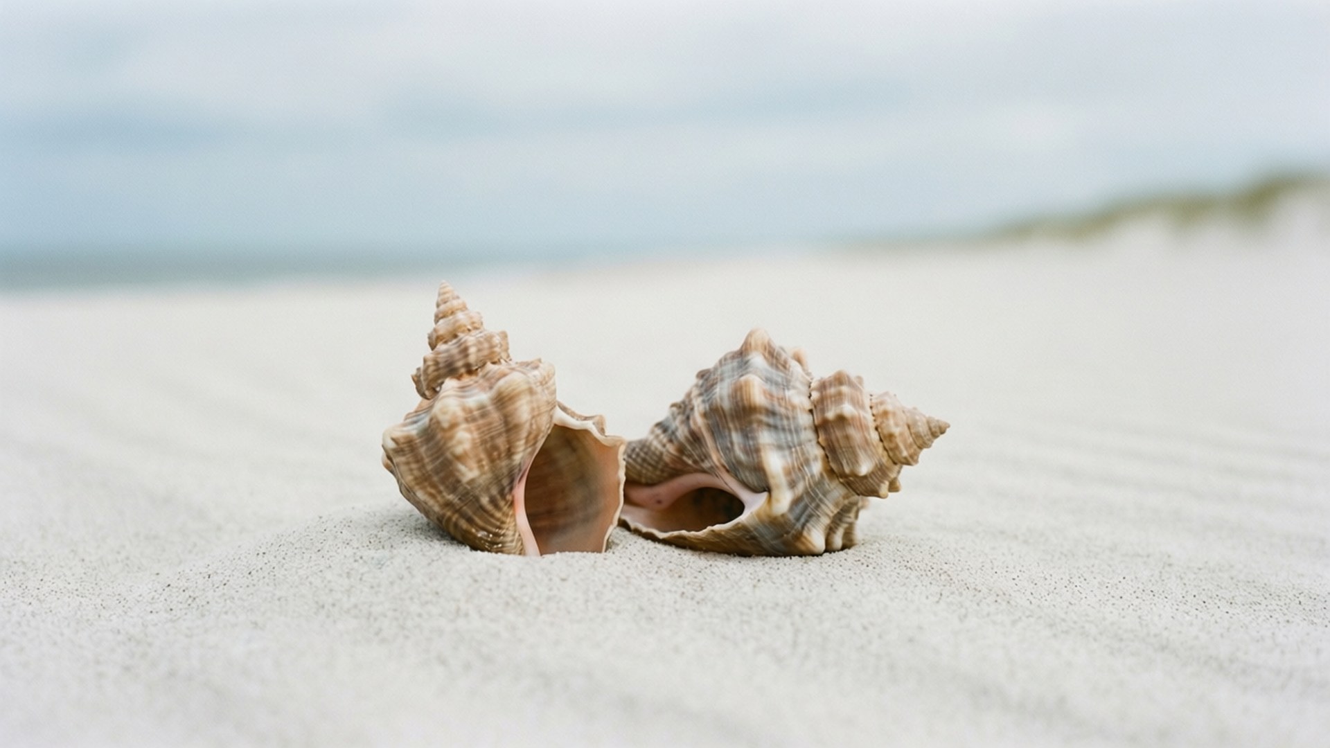 Whelk 桌布 壁紙 — 兩個有紋理的貝殼放在柔軟的沙子上，模糊的海平線在陰天之下。
