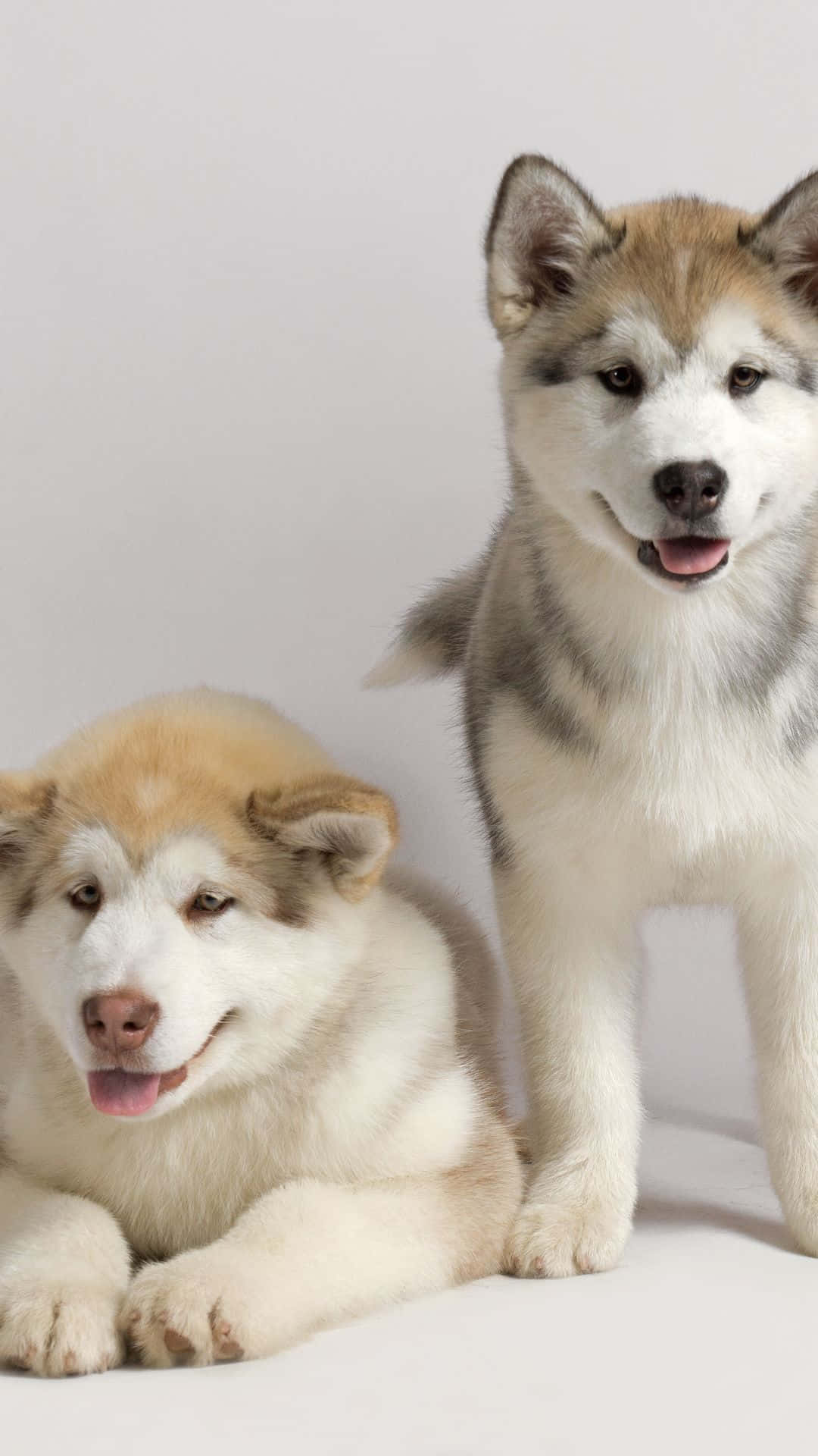 兩隻可愛的哈士奇幼犬在白色攝影棚地板上一起擺姿勢