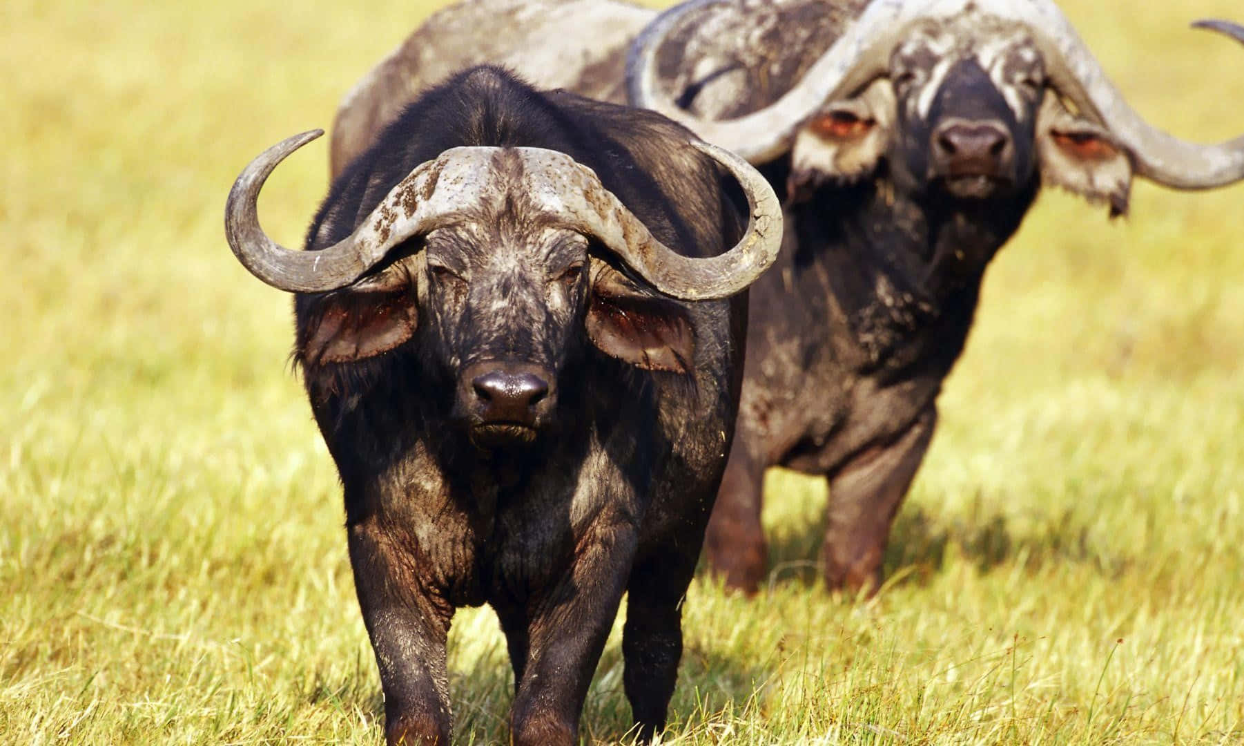 Water Buffalo 桌布 壁紙 — 兩隻大型非洲水牛，長有彎曲的角，站在陽光照耀的草地上，一隻面向前面，另一隻稍微在後面。