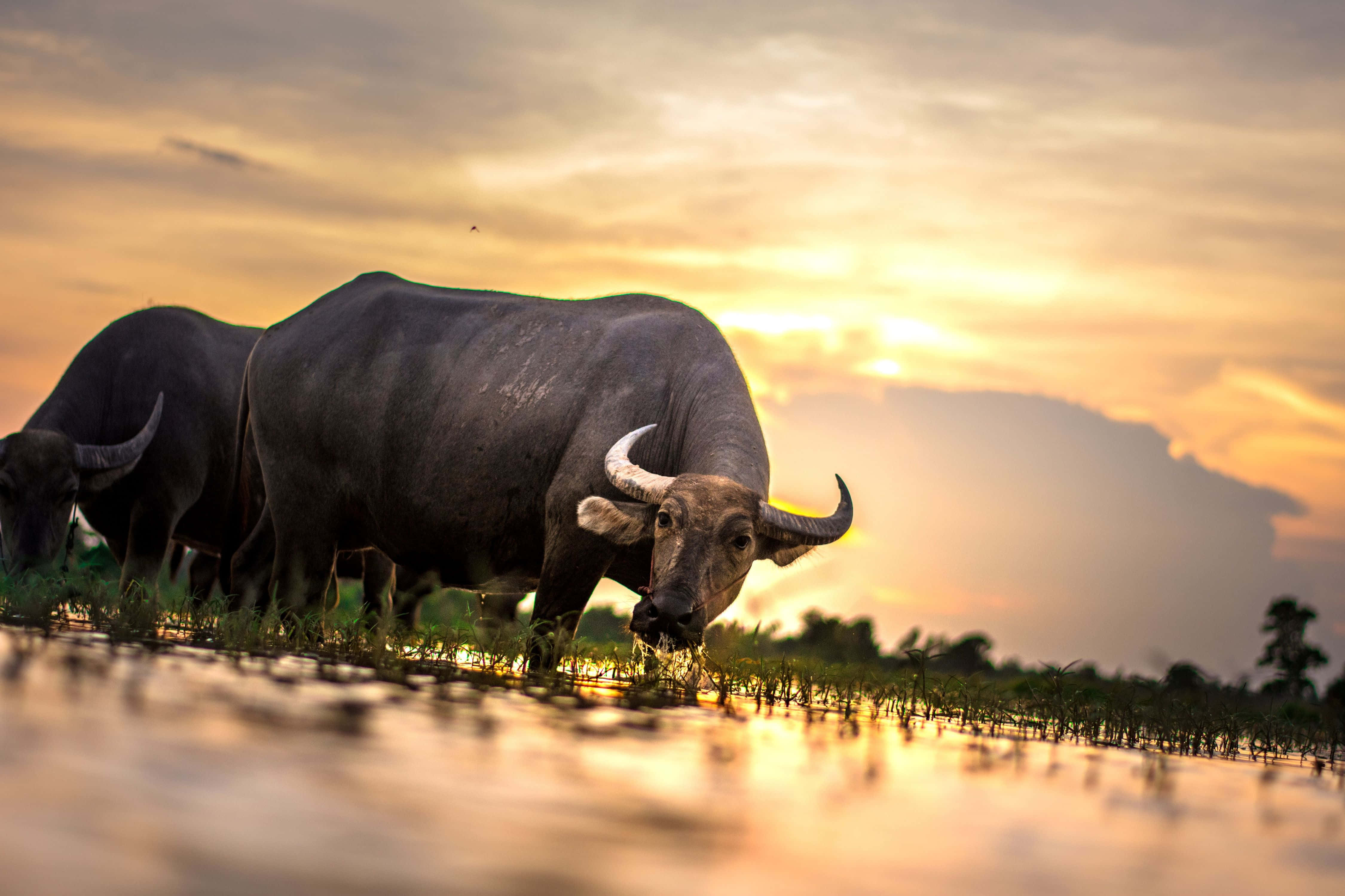 Water Buffalo 桌布 壁紙 — 兩頭水牛在日落時站在淺水中，金色光線反射在水面和雲層上。