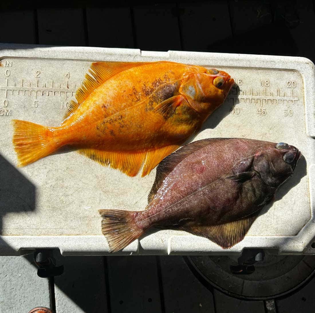  壁紙 — 兩條剛捕獲的比目魚，一條橙色，一條深棕色，放在測量板上，在明亮的陽光下。