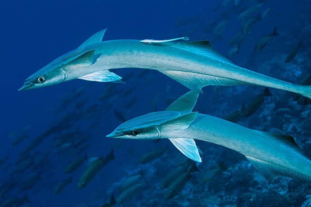 Remora 桌布 壁紙 — 兩條修長的梭魚在深藍色海水中滑行，背景有珊瑚礁。
