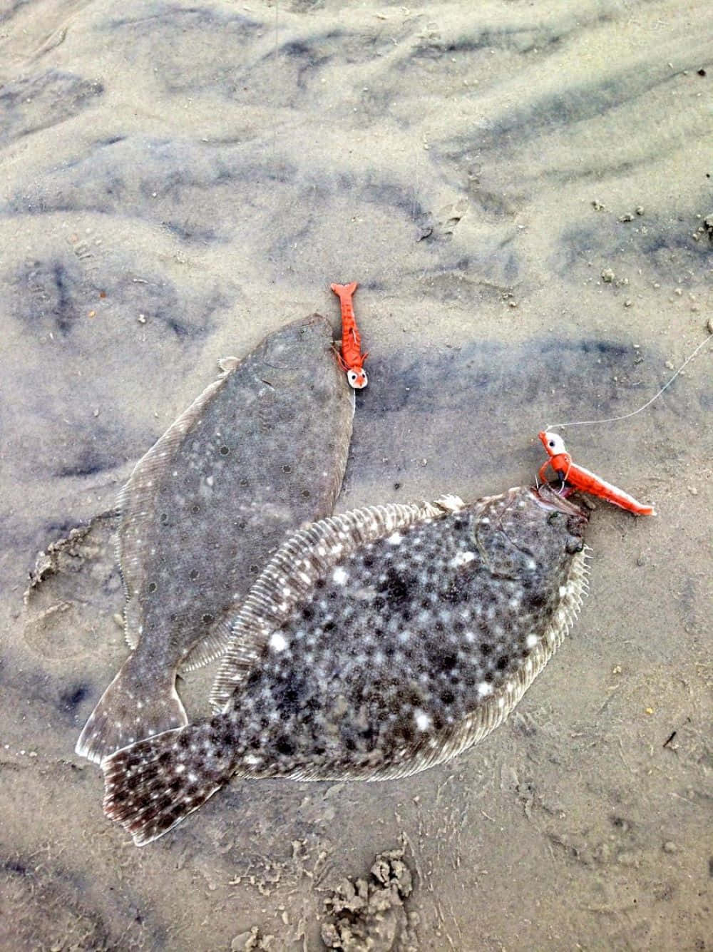  壁紙 — 兩條比目魚躺在濕沙上，紅色魚鉤仍掛在嘴邊。