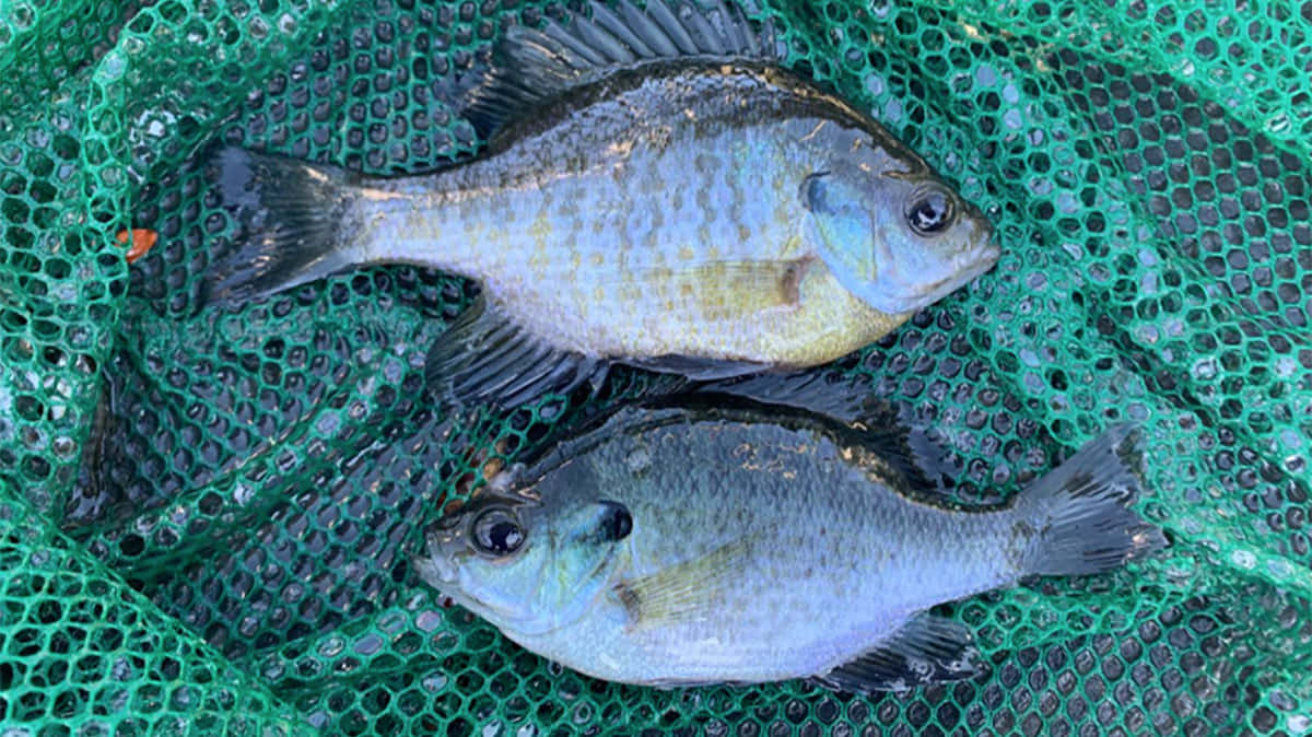  壁紙 — 兩條剛捕獲的藍鰓太陽魚躺在綠色漁網上，魚鱗閃閃發光，魚鰭深色。