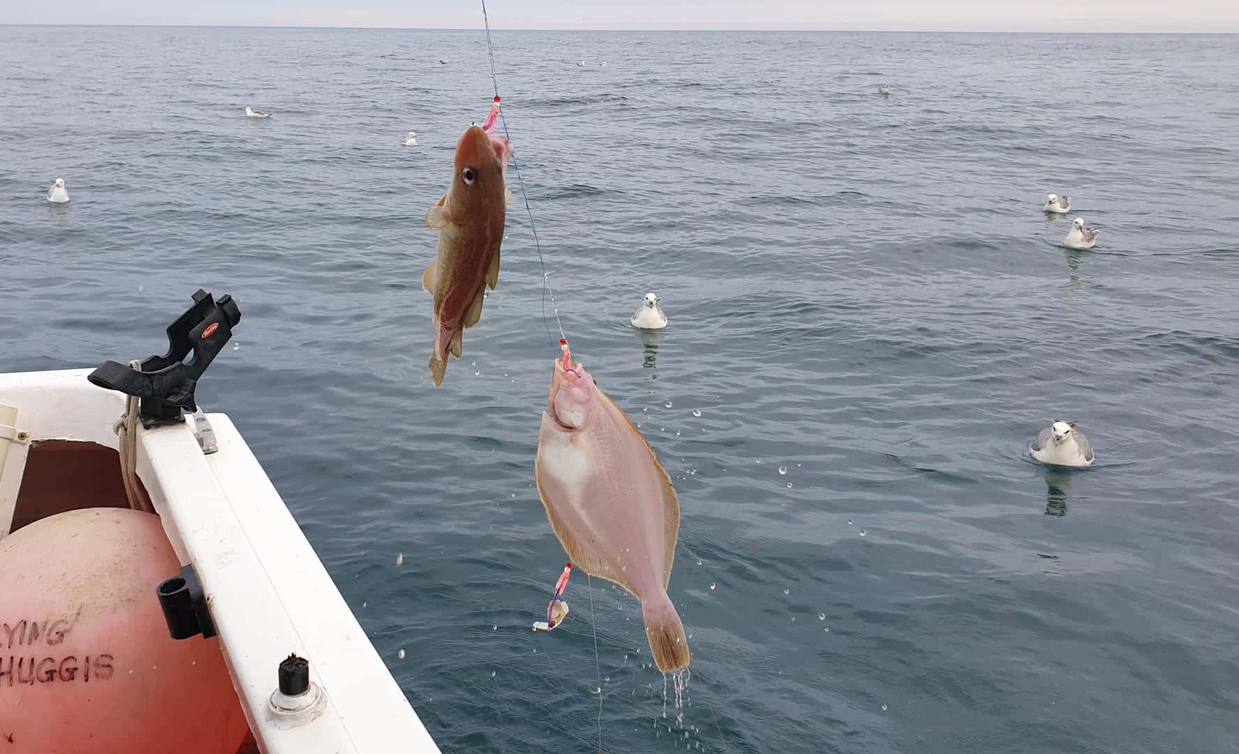  壁紙 — 兩條剛捕獲的魚懸掛在釣魚線上，下方是一艘船，附近有海鷗在平靜的海面上漂浮。