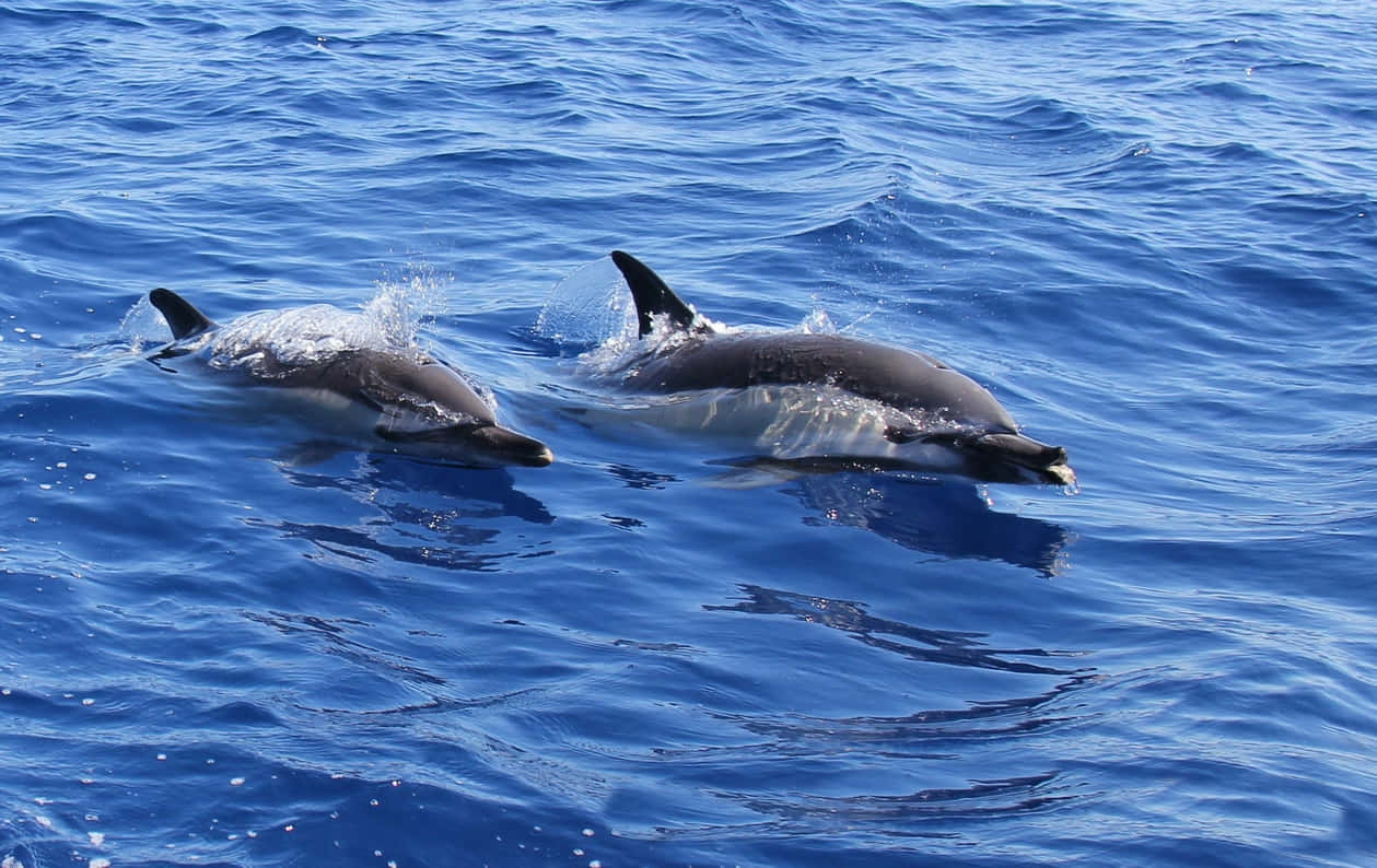 兩條海豚在清澈的藍色海水中游泳和嬉水。 — 邁阿密海豚 GIF 壁紙