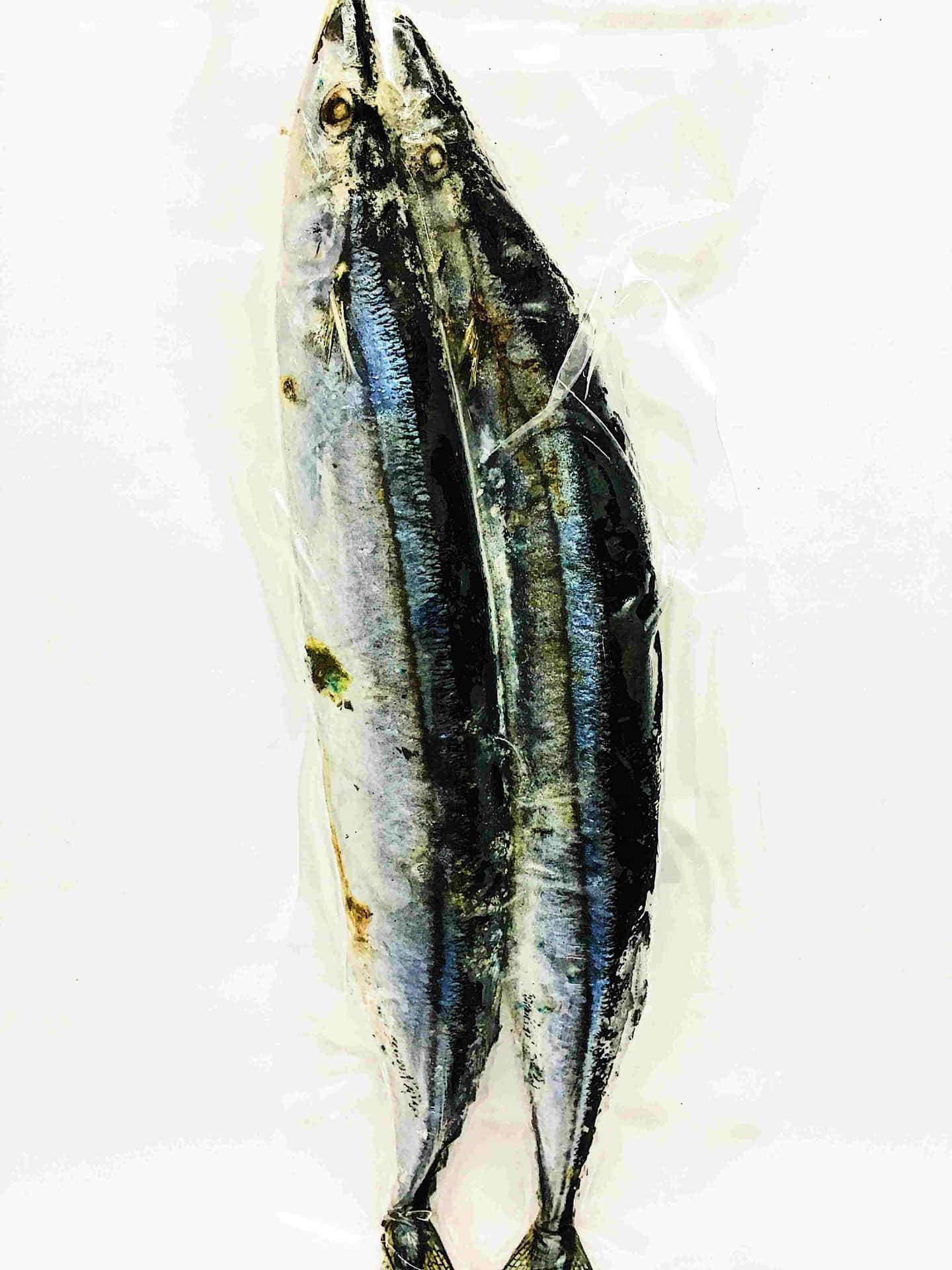  壁紙 — 兩條完整的鯖魚，帶有閃亮的銀藍色鱗片和深色條紋，並排躺在半透明的塑料表面上。