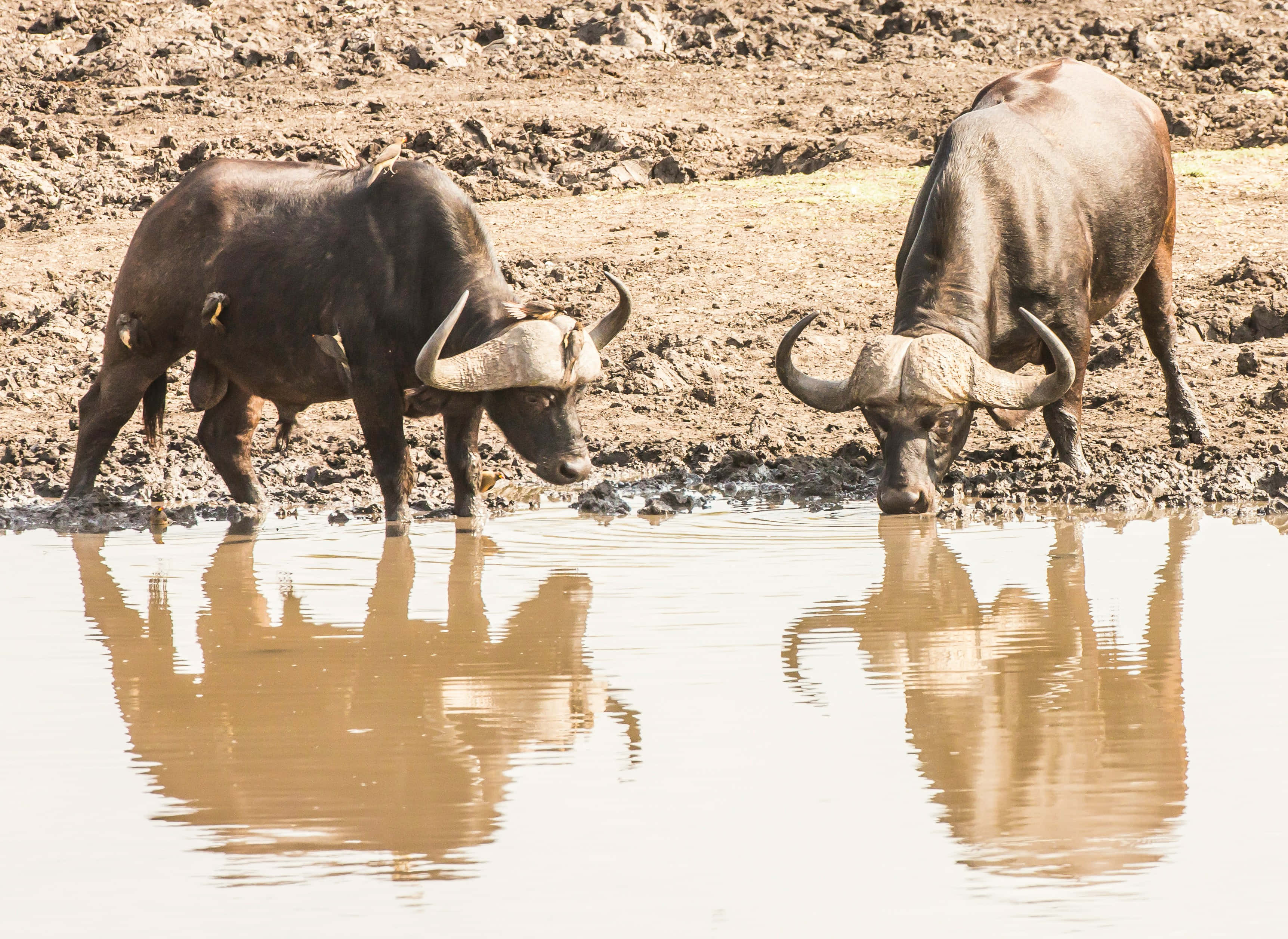 Water Buffalo 桌布 壁紙 — 兩隻大型非洲水牛站在淺水中，映照出牠們巨大的彎曲角和深色皮毛，背景是泥濘的河岸。