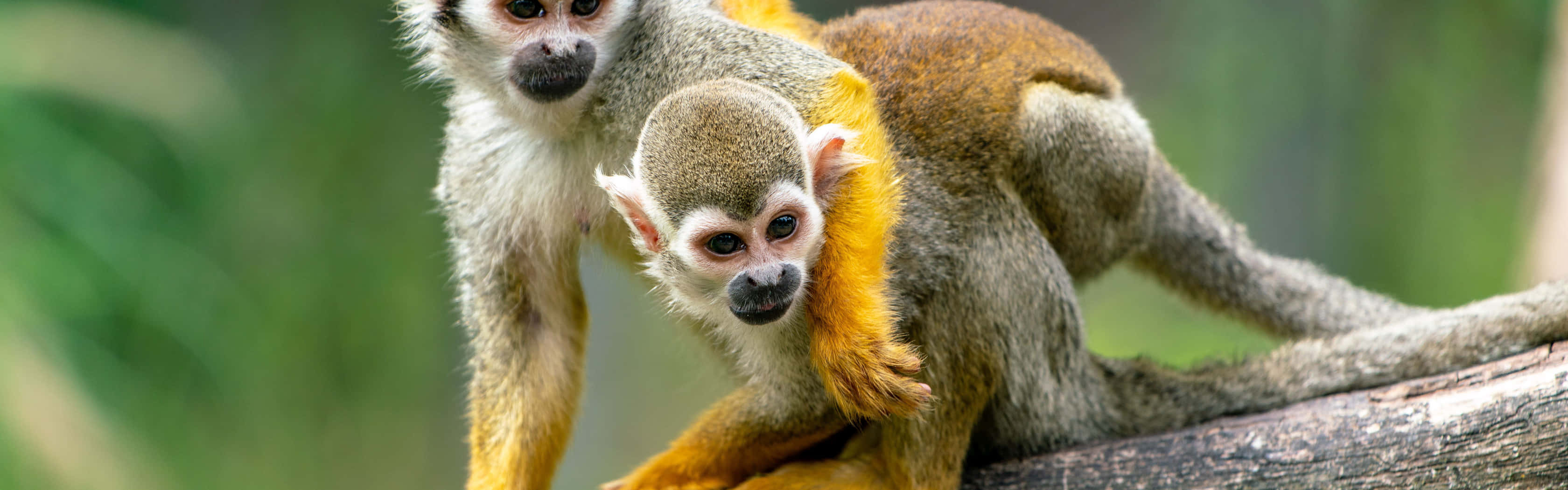 Squirrel Monkey 桌布 壁紙 — 兩隻松鼠猴抓住一根木頭，一隻成體和一隻幼體，擁有明亮的橙色毛髮和好奇的眼睛，背景是模糊的綠色森林。