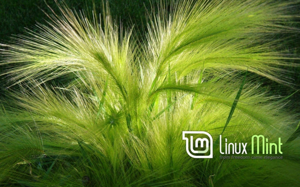 Linux Mint 操作系統標誌於綠色亂髮大麥背景 壁紙 — 鮮綠色的狐尾草在陽光照射下，映襯著深色背景。