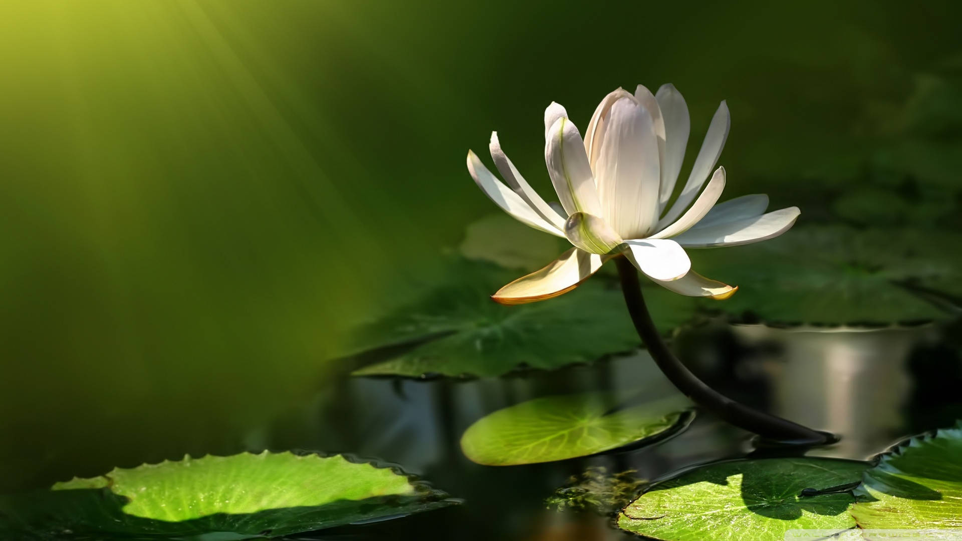 孤獨白蓮